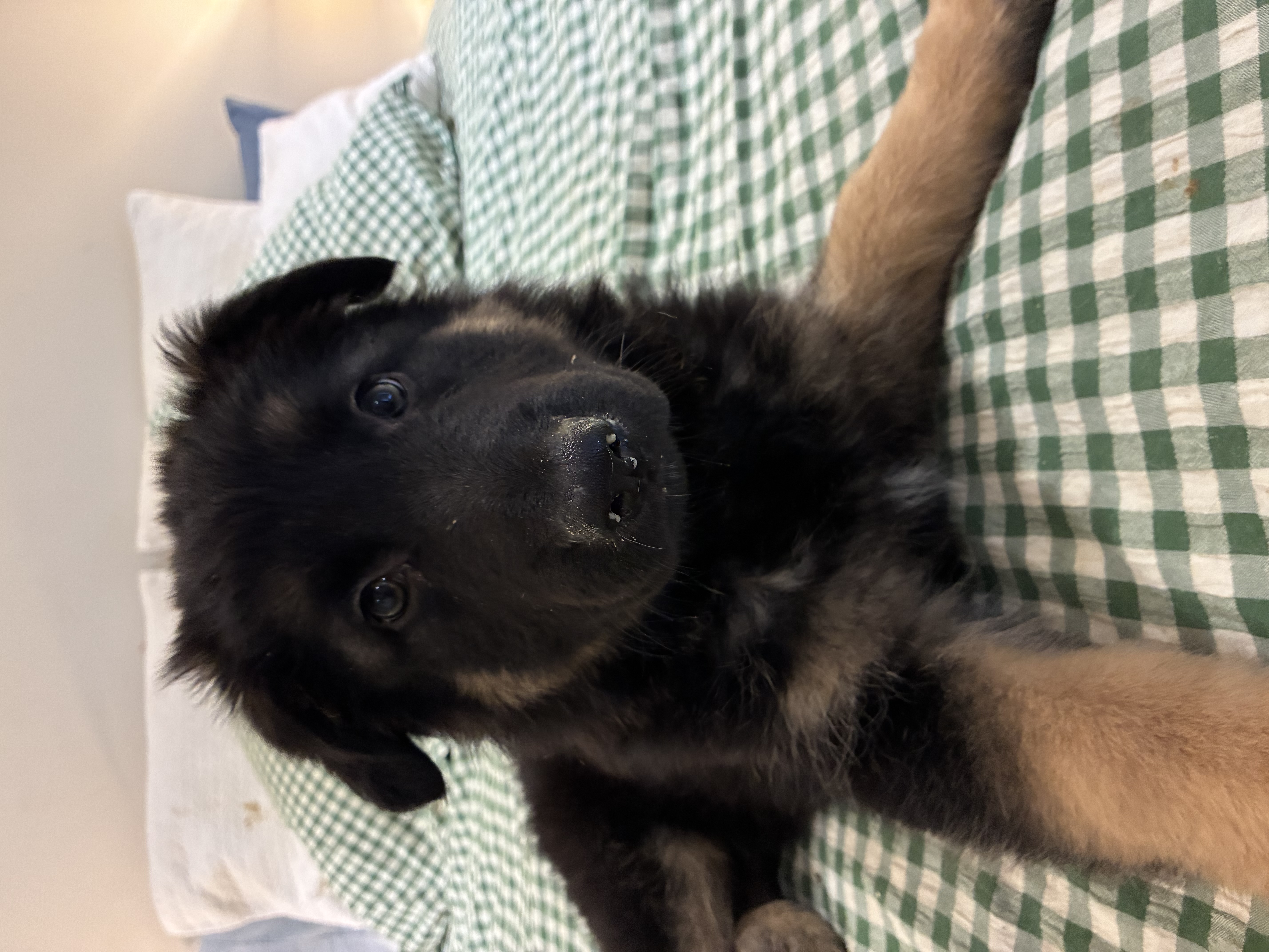 German Shepherd – Clyde North