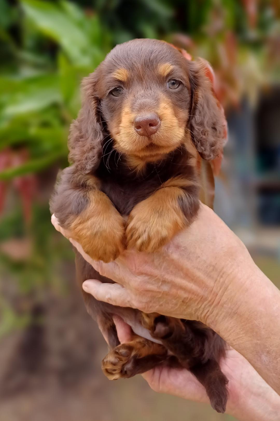 SOLD Miniature Dachshund – Woodford