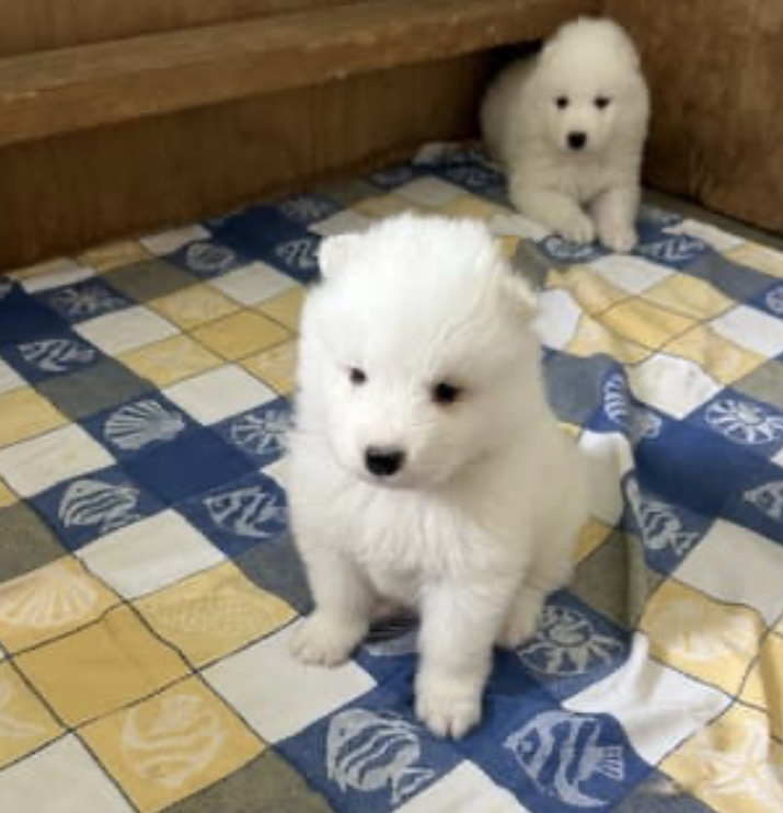 Samoyed – Cobbitty