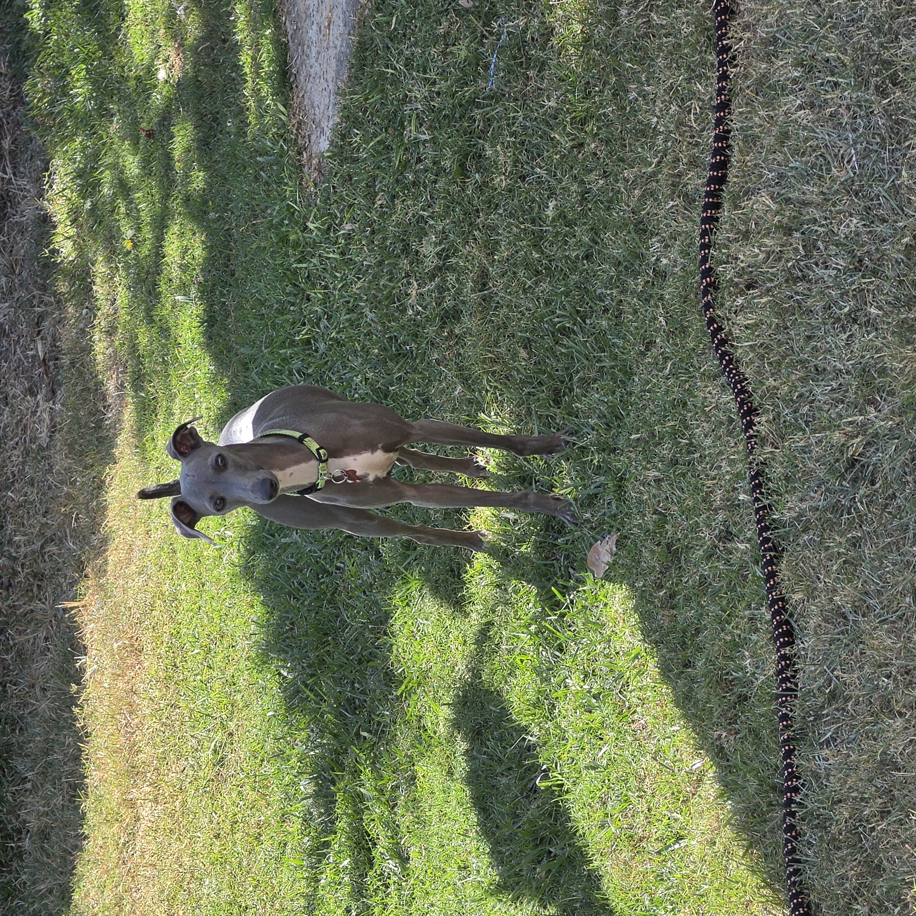 Italian Greyhound – Ipswich