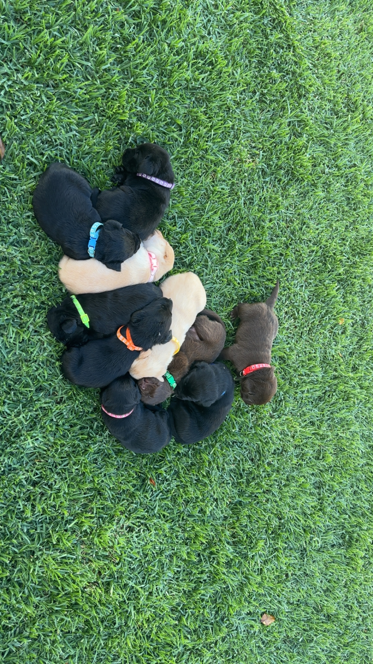 Labrador Retriever – Cessnock