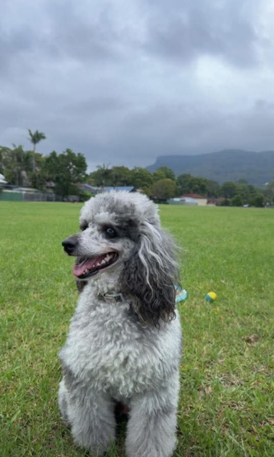 Cavoodle – Brighton-Le-Sands