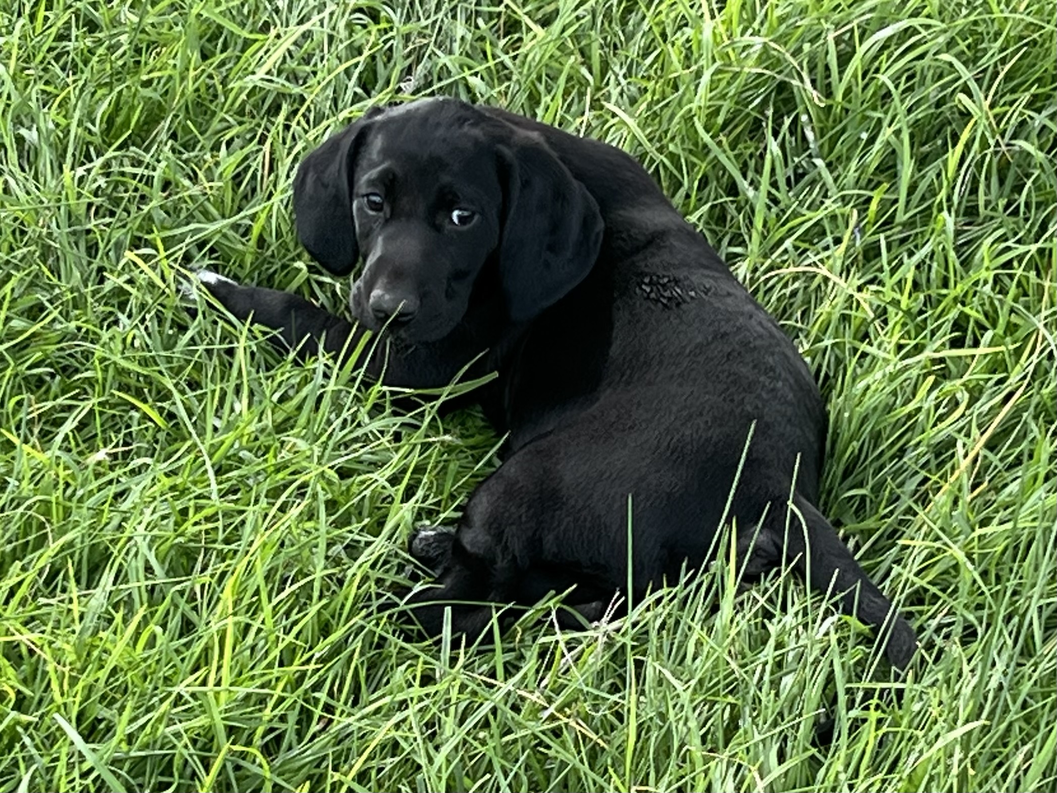 German Shorthaired Pointer – Nicholson