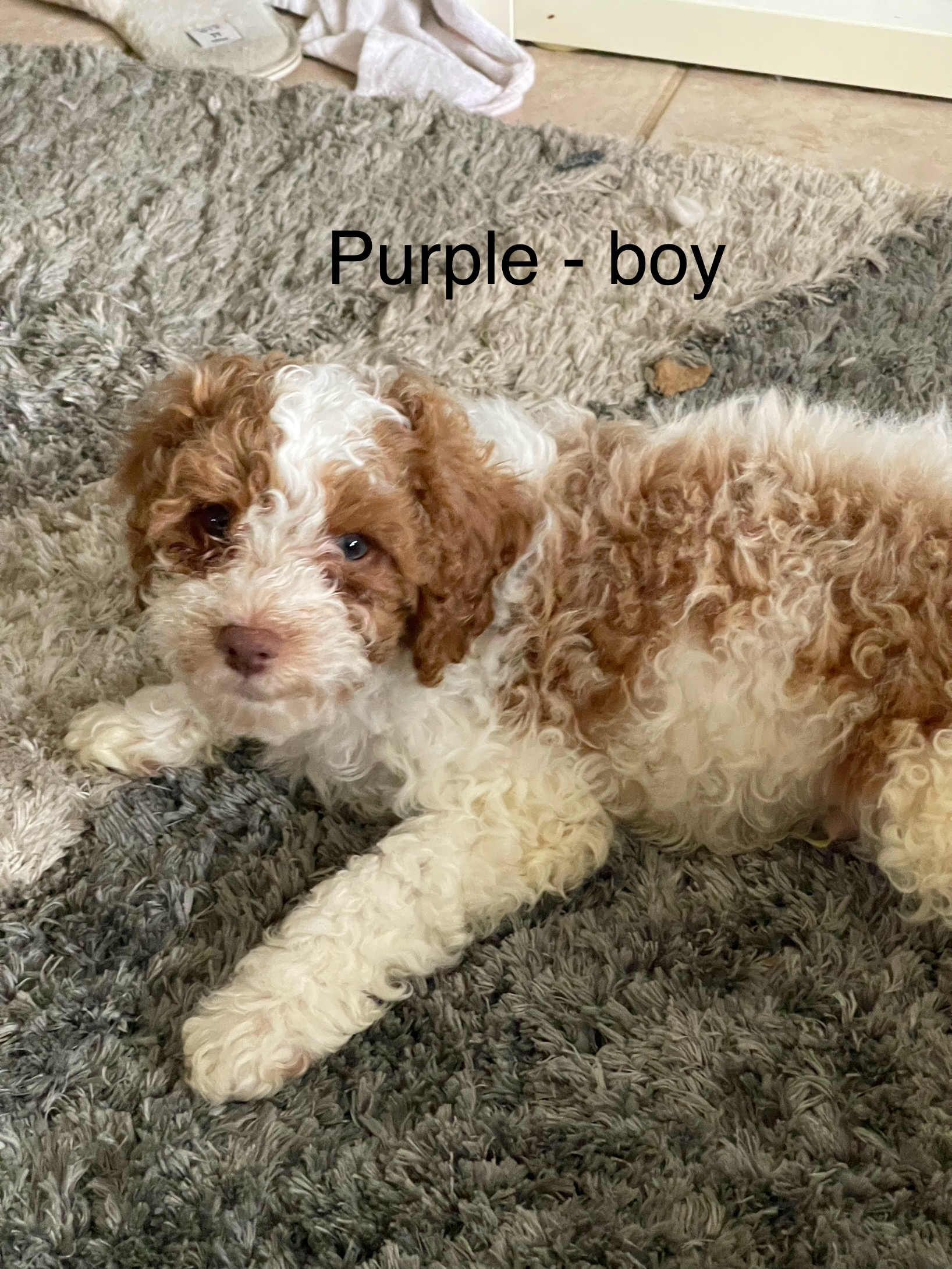 Stunning Toy Cavoodles - Point Cook