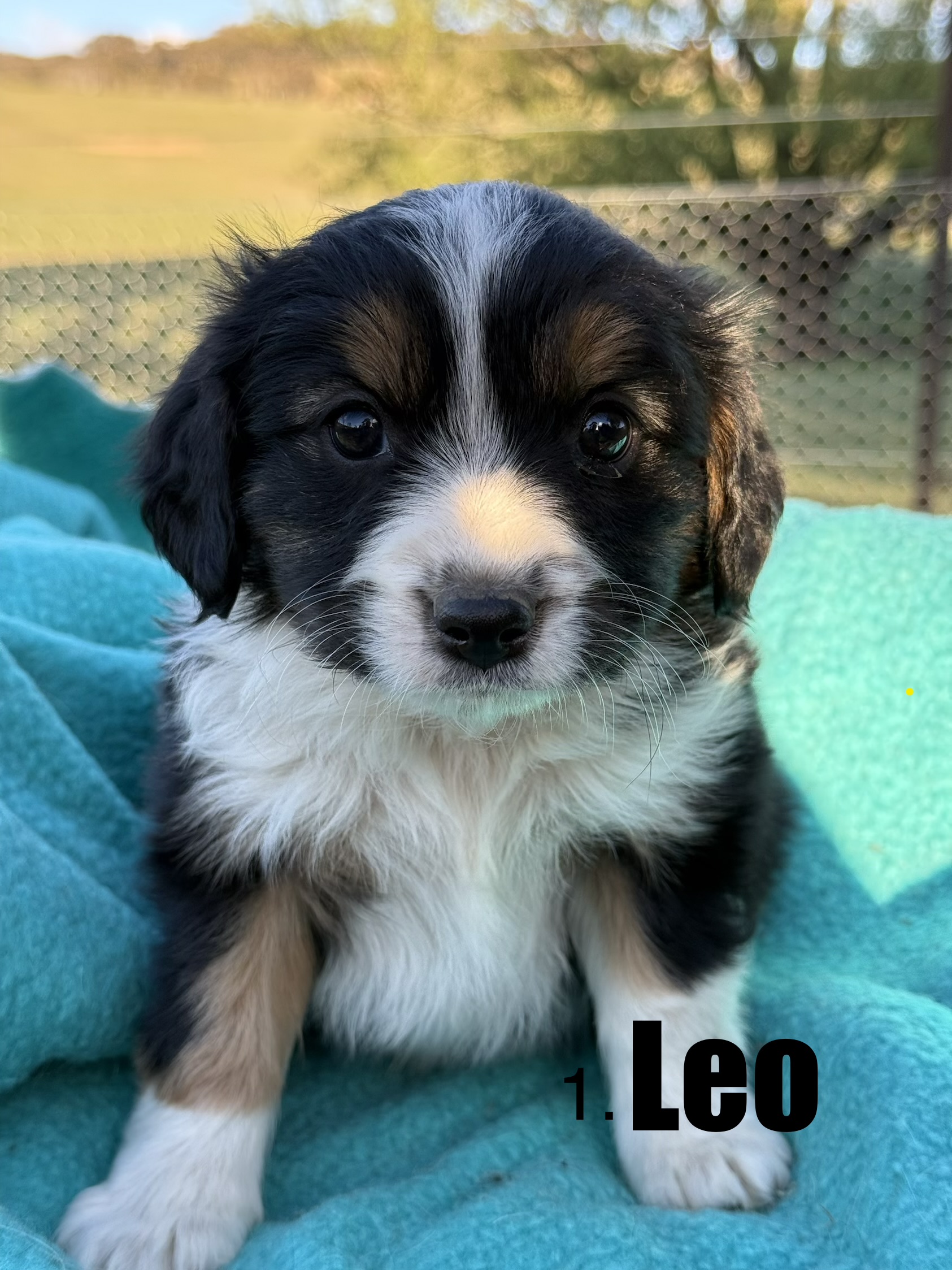 Border Collie – Cooma