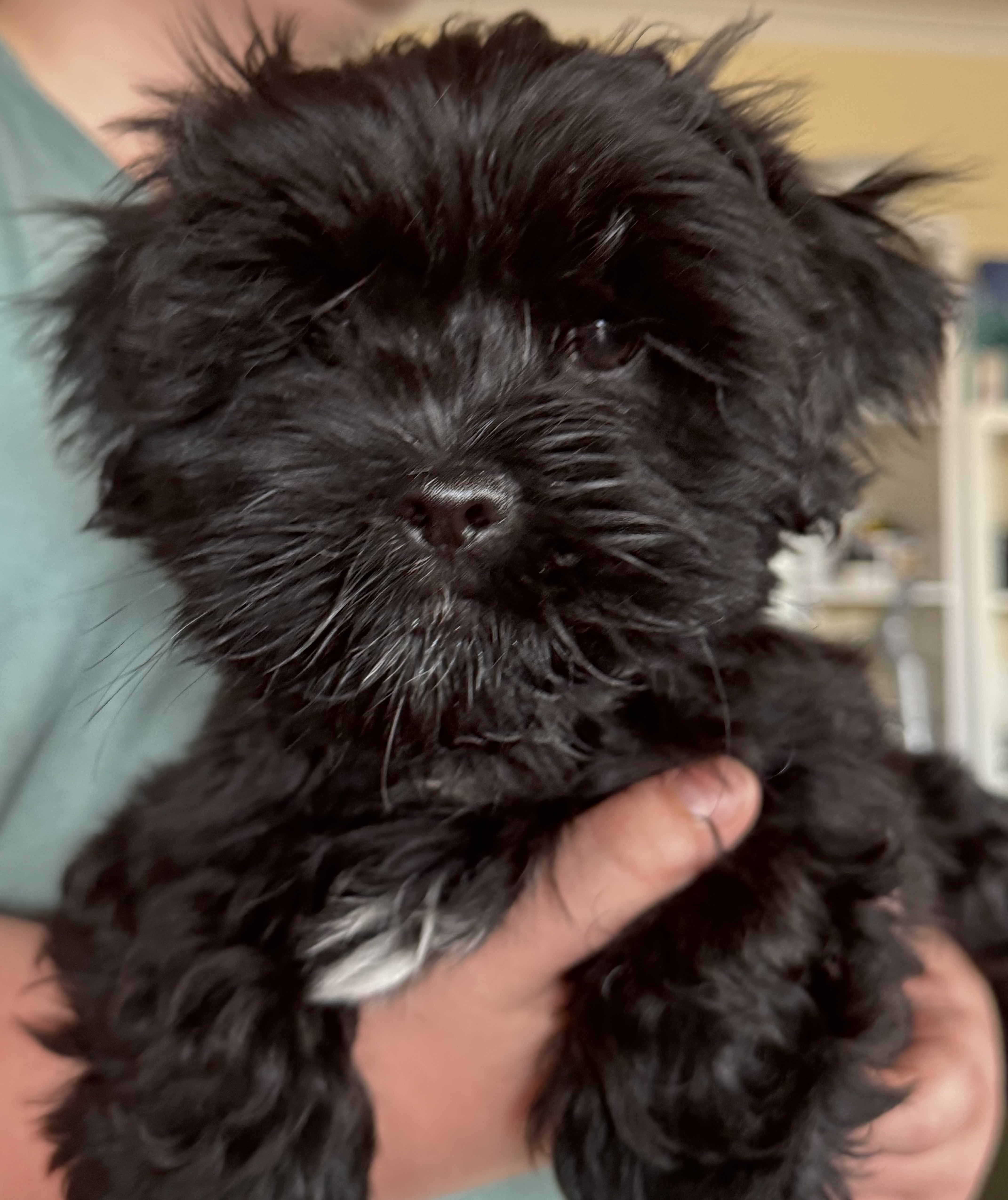 Lhasa Apso – Diamond Creek