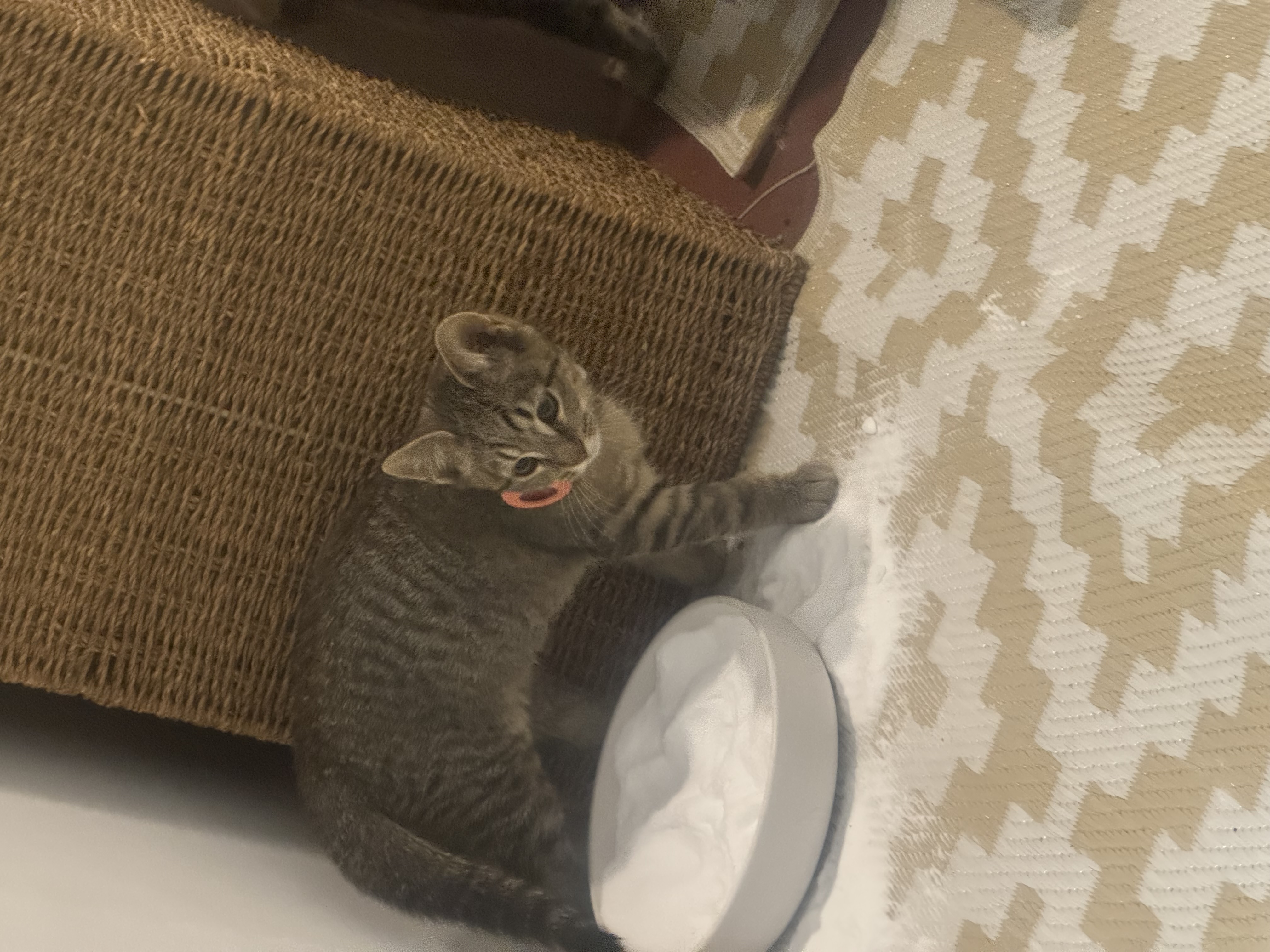Domestic Short Hair (DSH) – Yokine