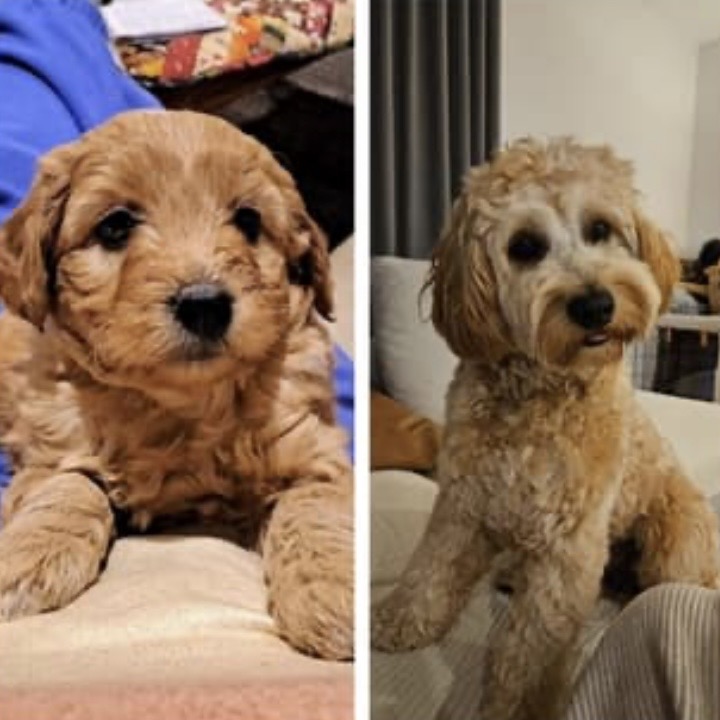 Groodle – Whittlesea