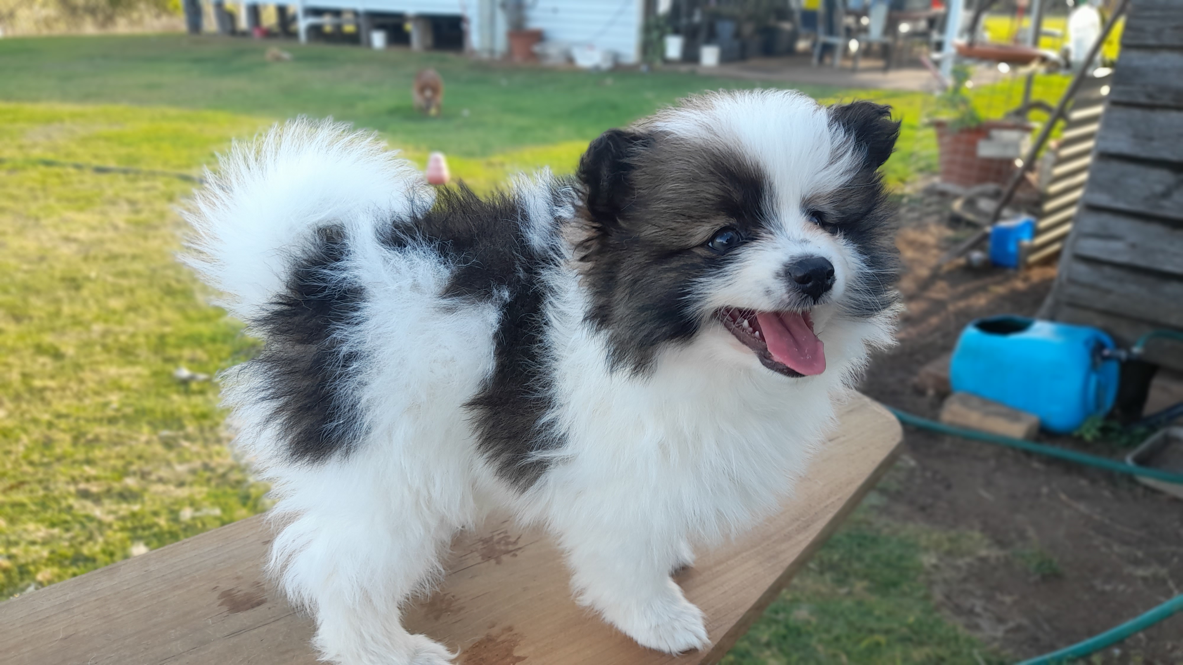 Pomeranian – Hivesville