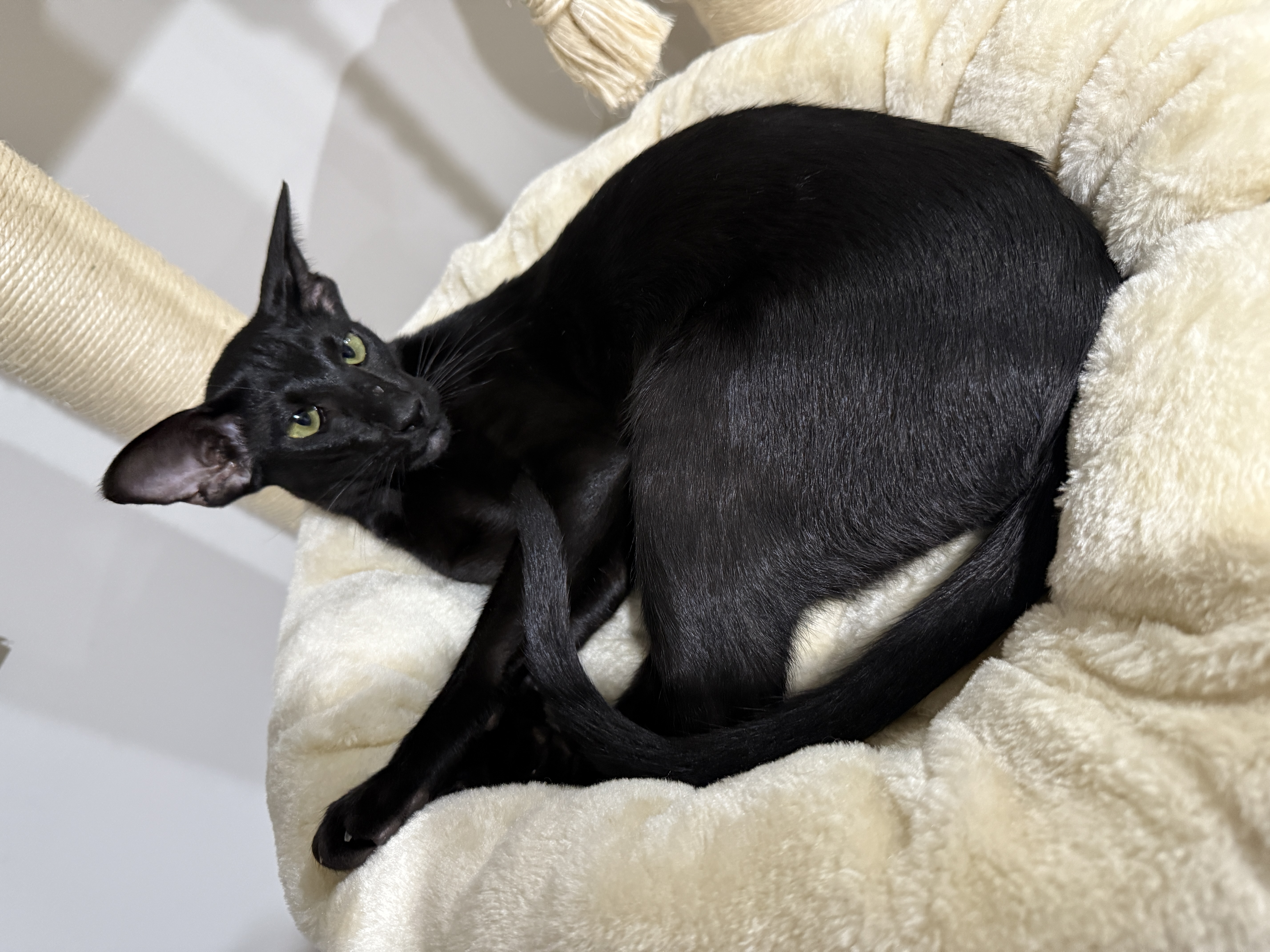 Oriental Shorthair – South Grafton