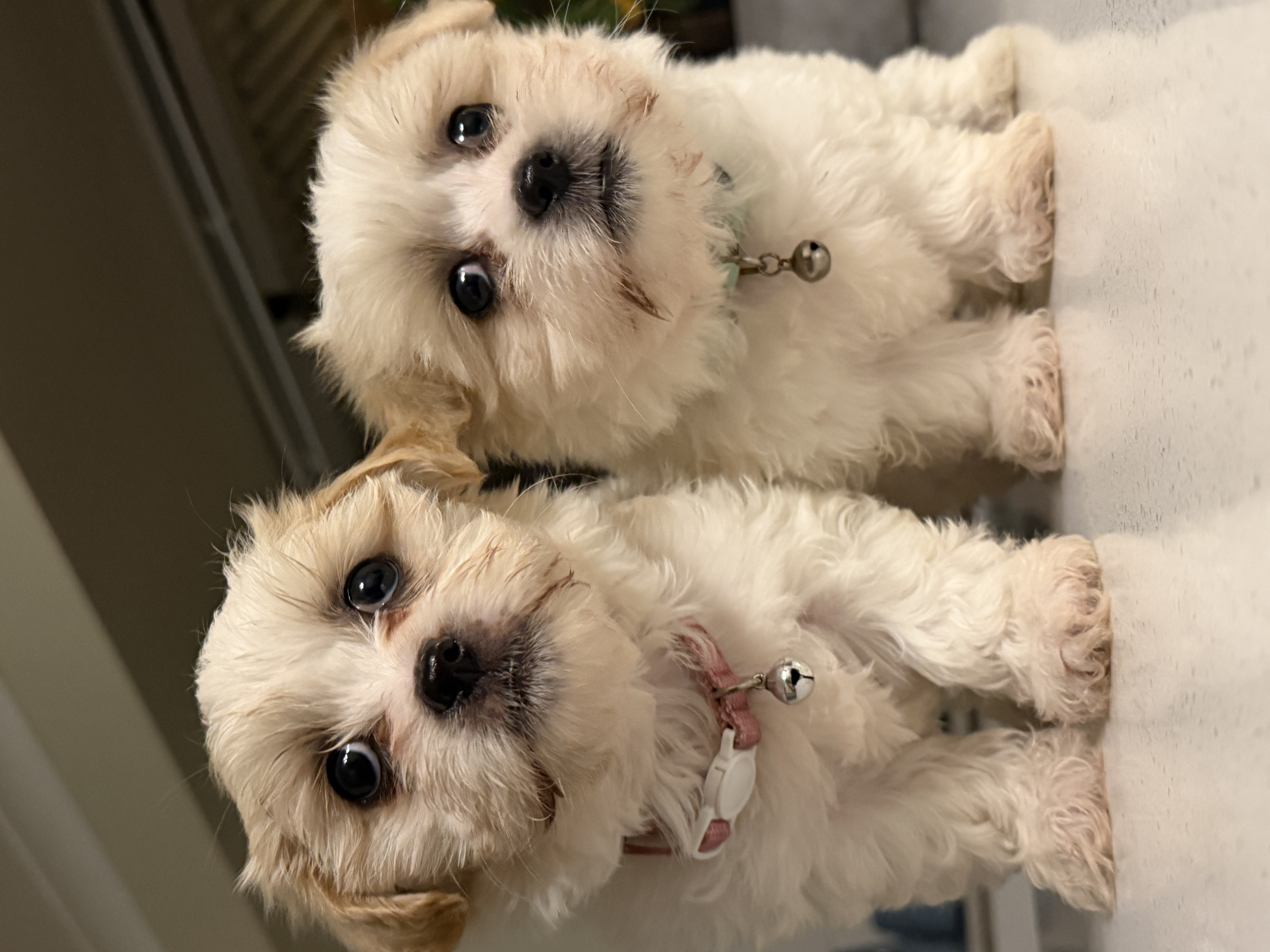 Maltese Shih Tzu – Armadale