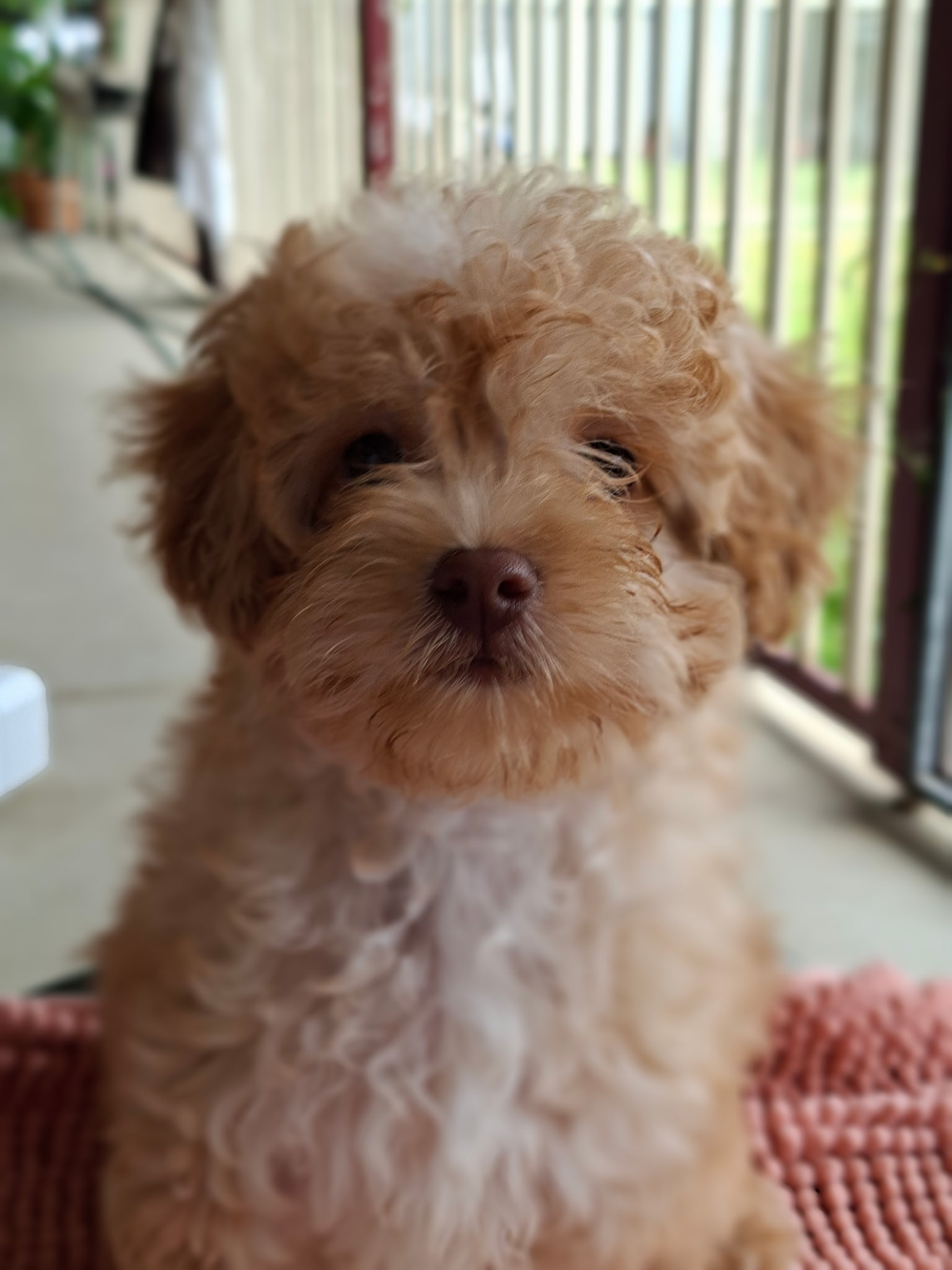 Cavoodle – Bulahdelah