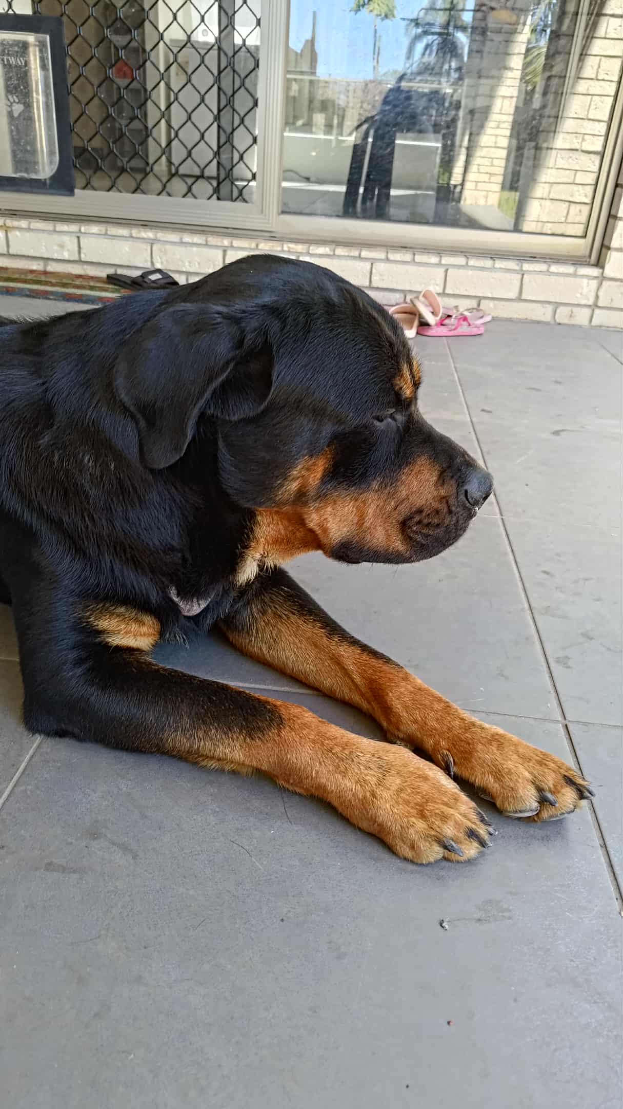 Rottweiler – Sunnybank