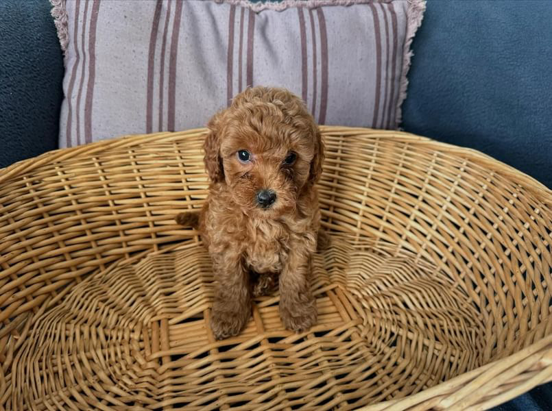 Toy Poodle – Coolbellup