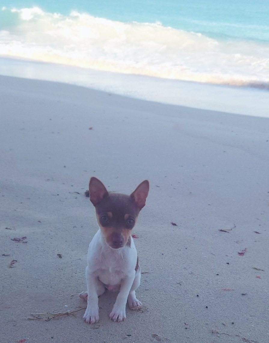 Tenterfield Terrier – Perth