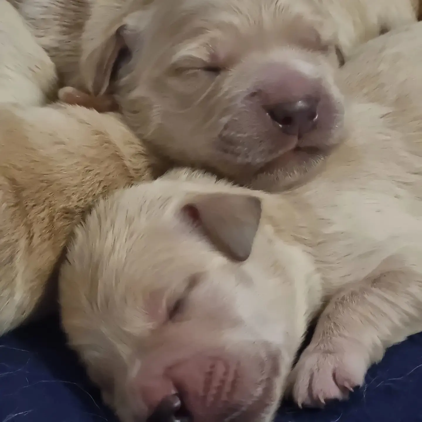 Gorgeous golden retriever puppies DNA tested parents