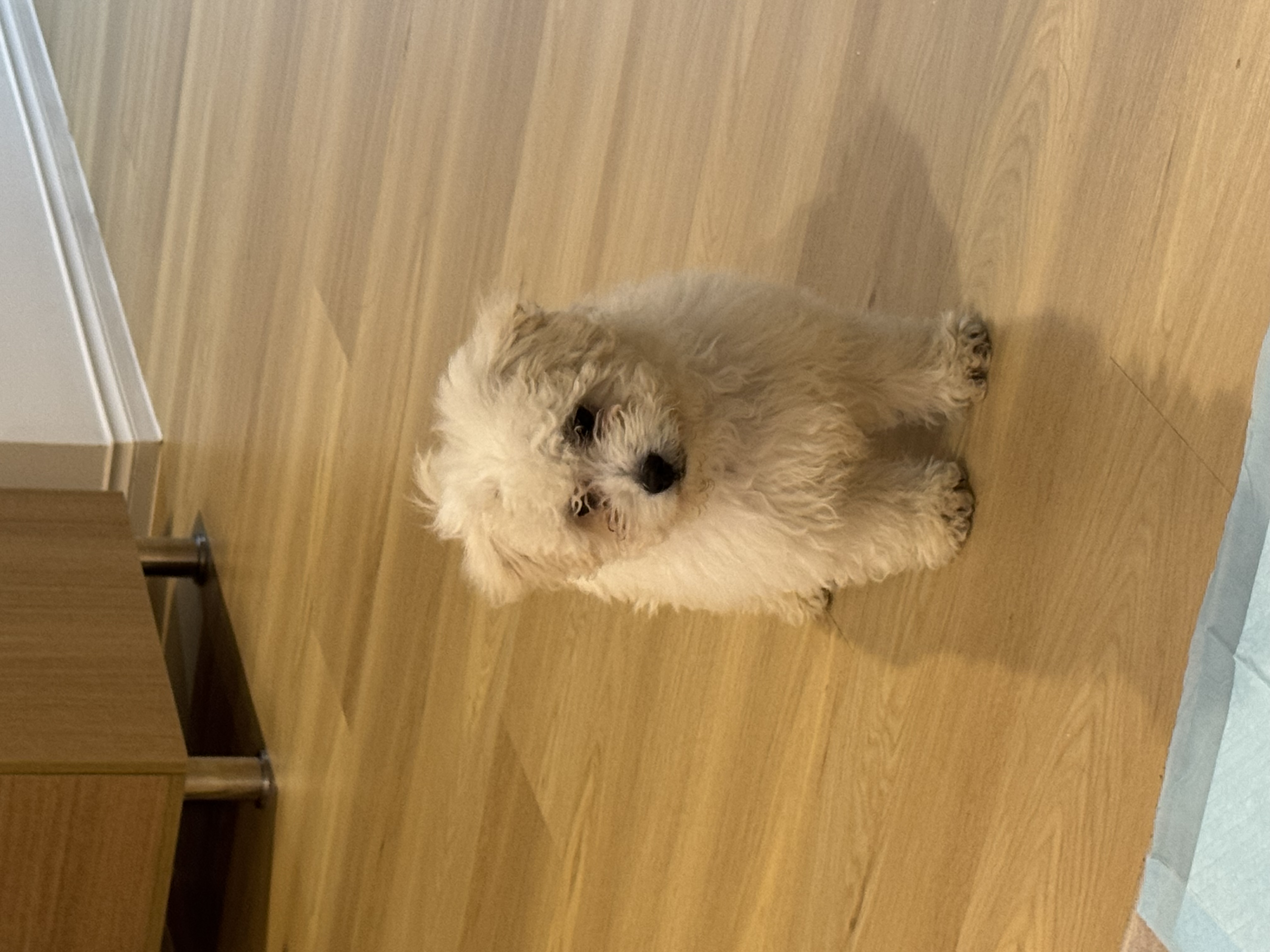Maltese Shih Tzu – Werribee