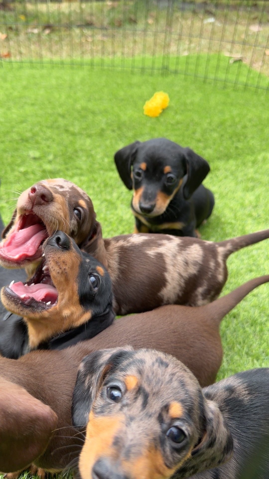 Miniature Dachshund – Newport