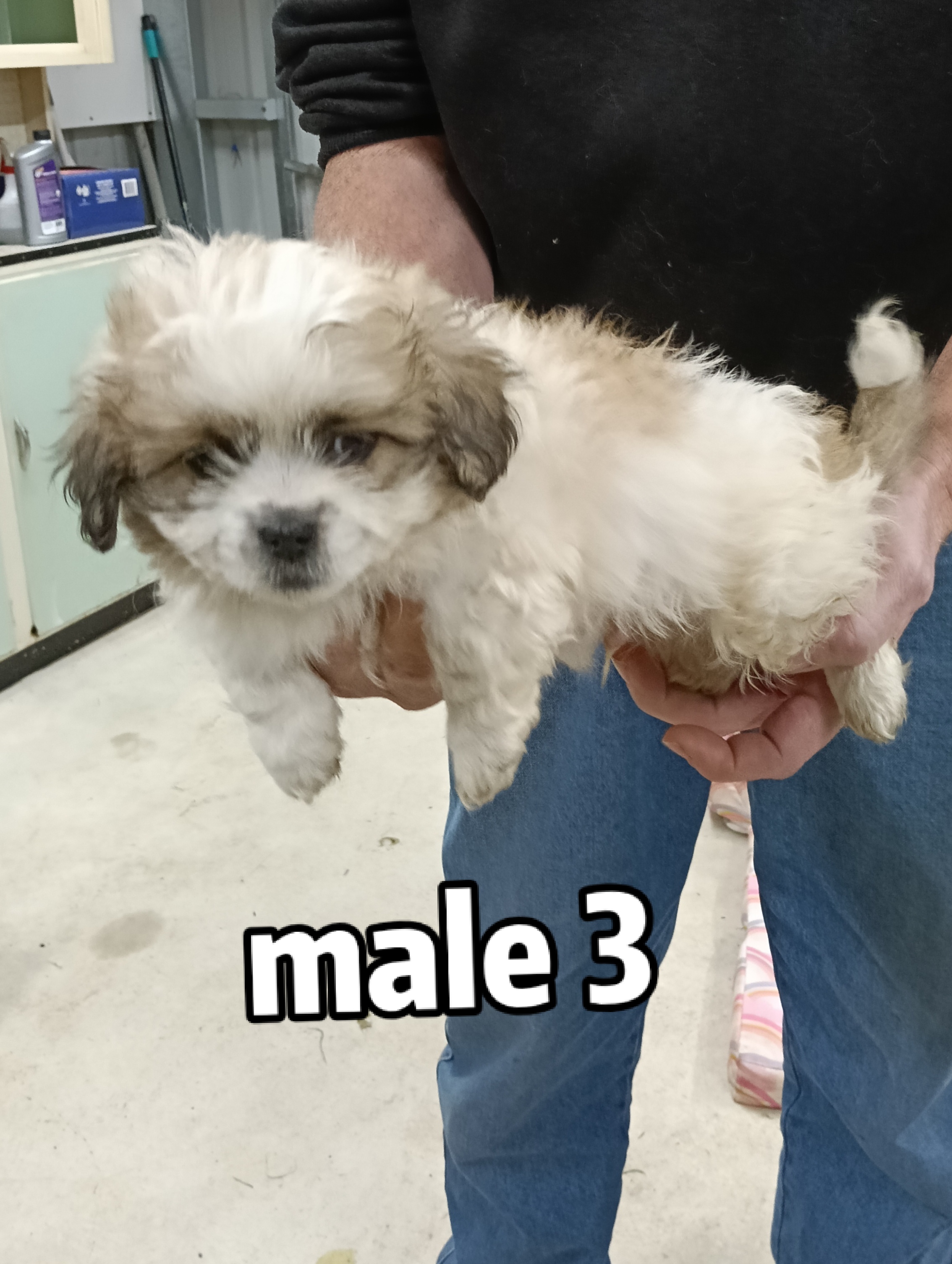 Maltese Shih Tzu – Port Willunga