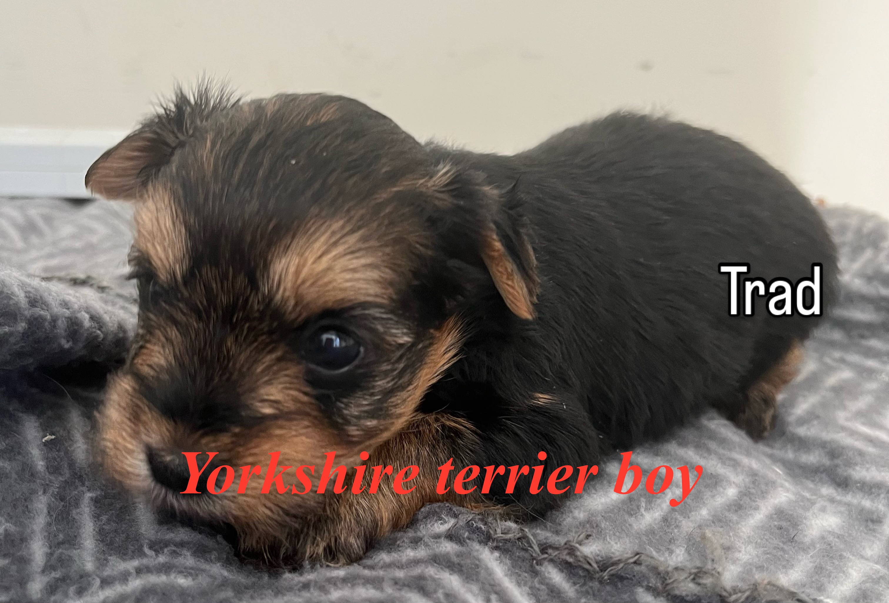 Yorkshire Terrier – Rooty Hill