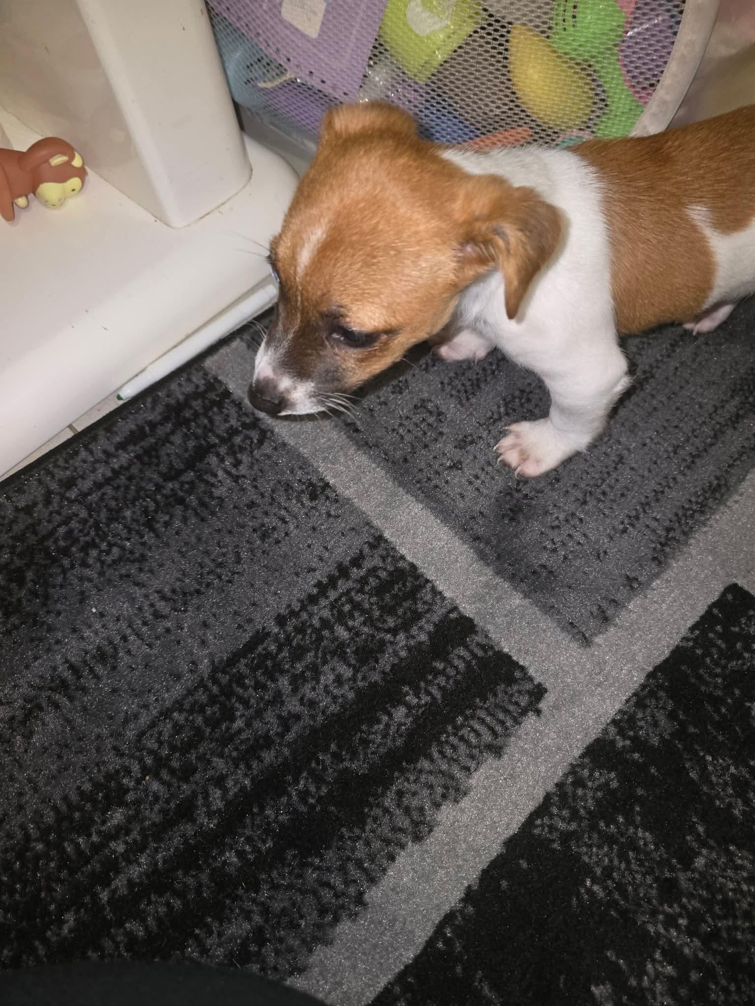 Jack Russell – Bahaa