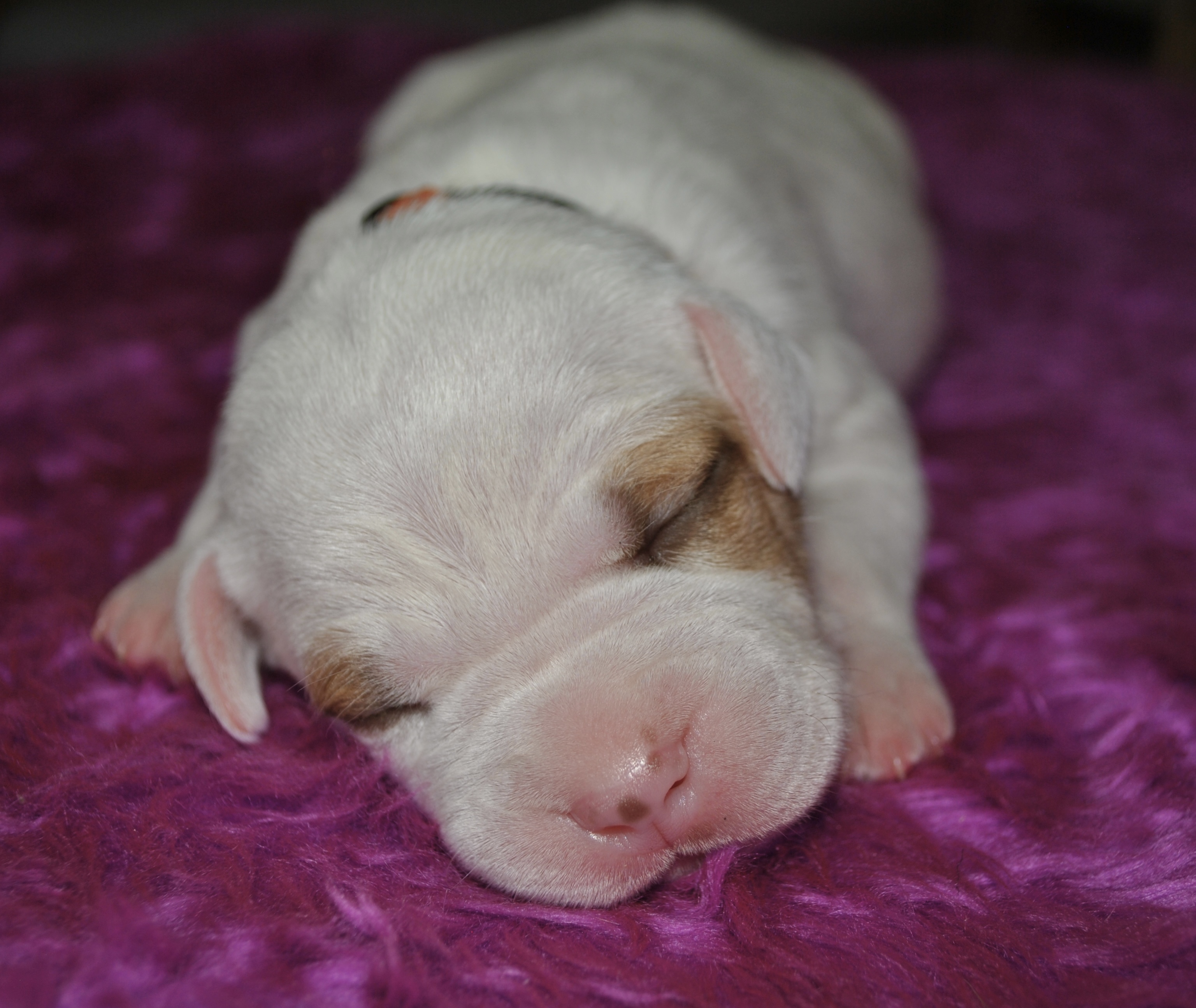 American Staffordshire Bull Terrier – Red Royalty Canines