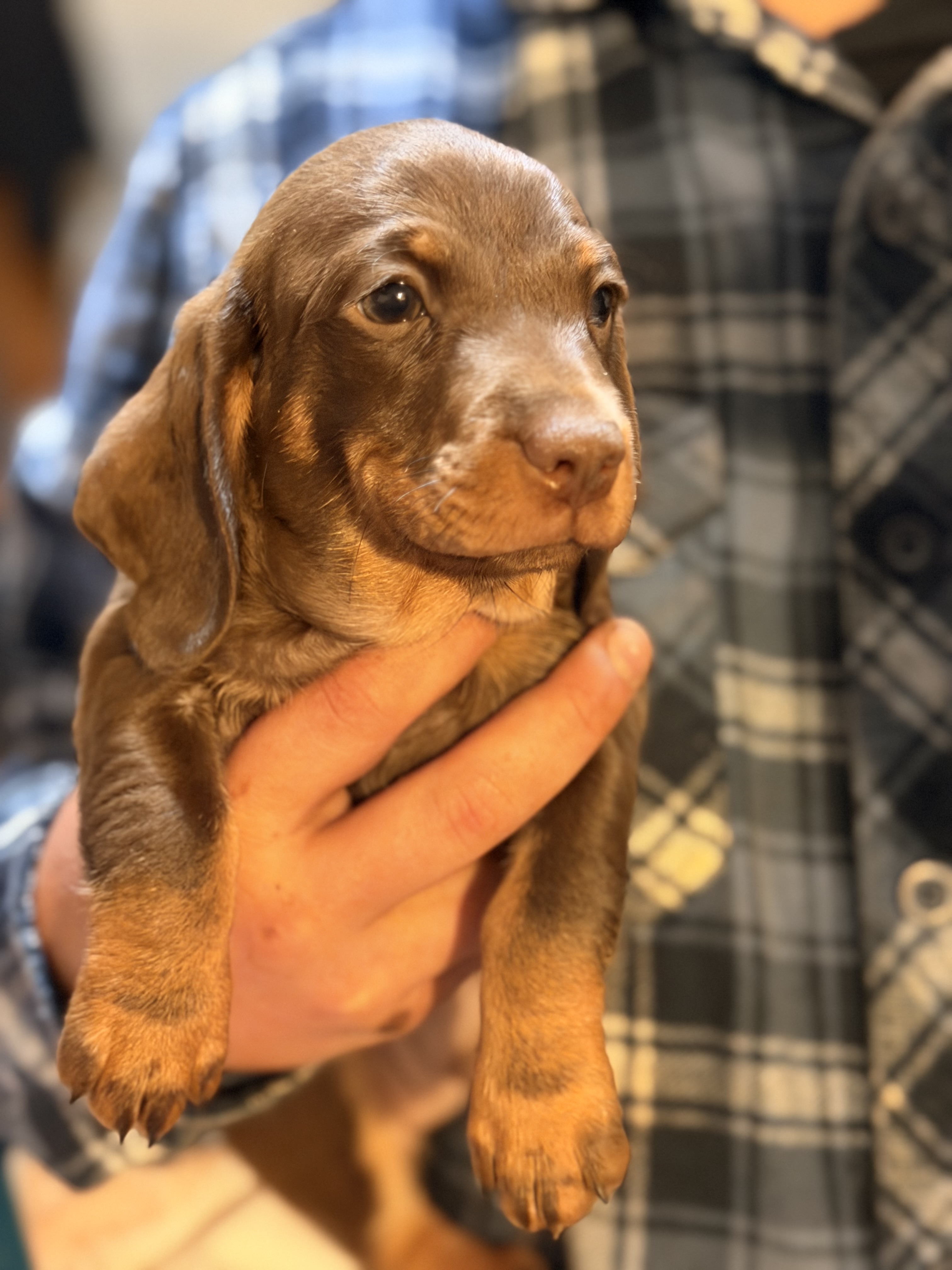 Miniature Dachshund – Merredin