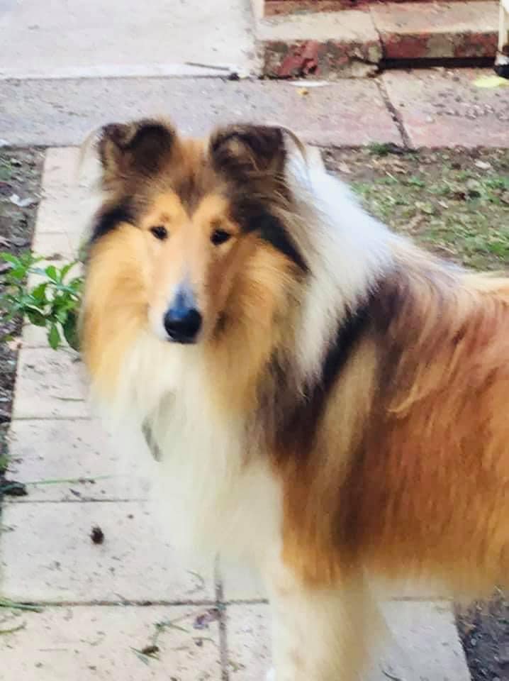 Collie Gosford PetsForHomes