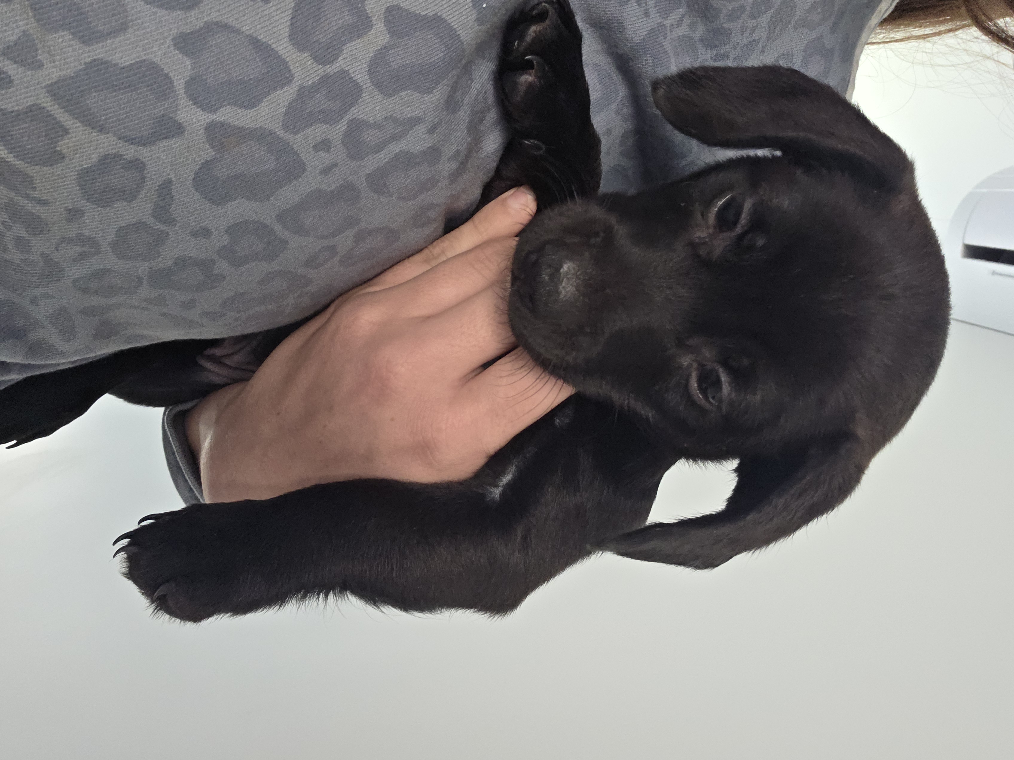 Fox Terrier – Morayfield