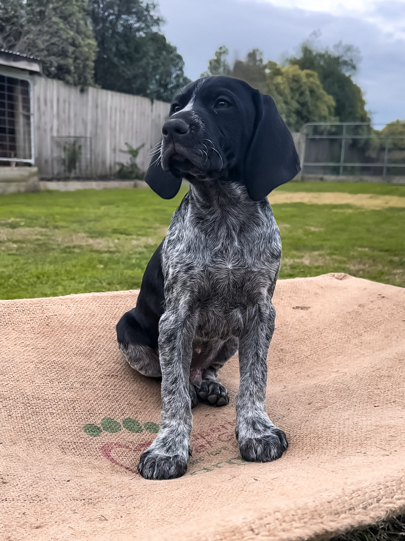 German Shorthaired Pointer – Lang Lang