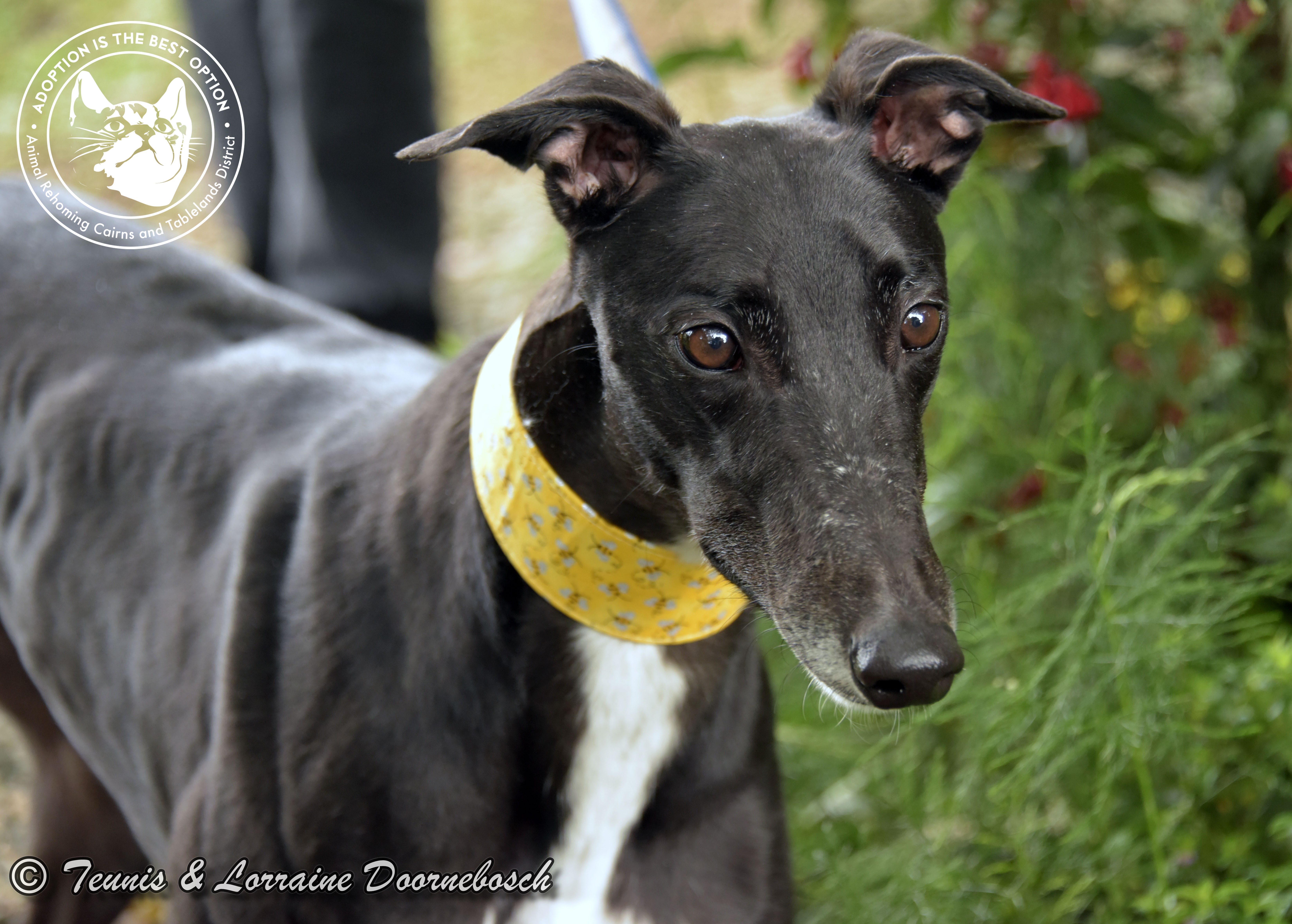 Greyhound – Lorraine Doornebosch