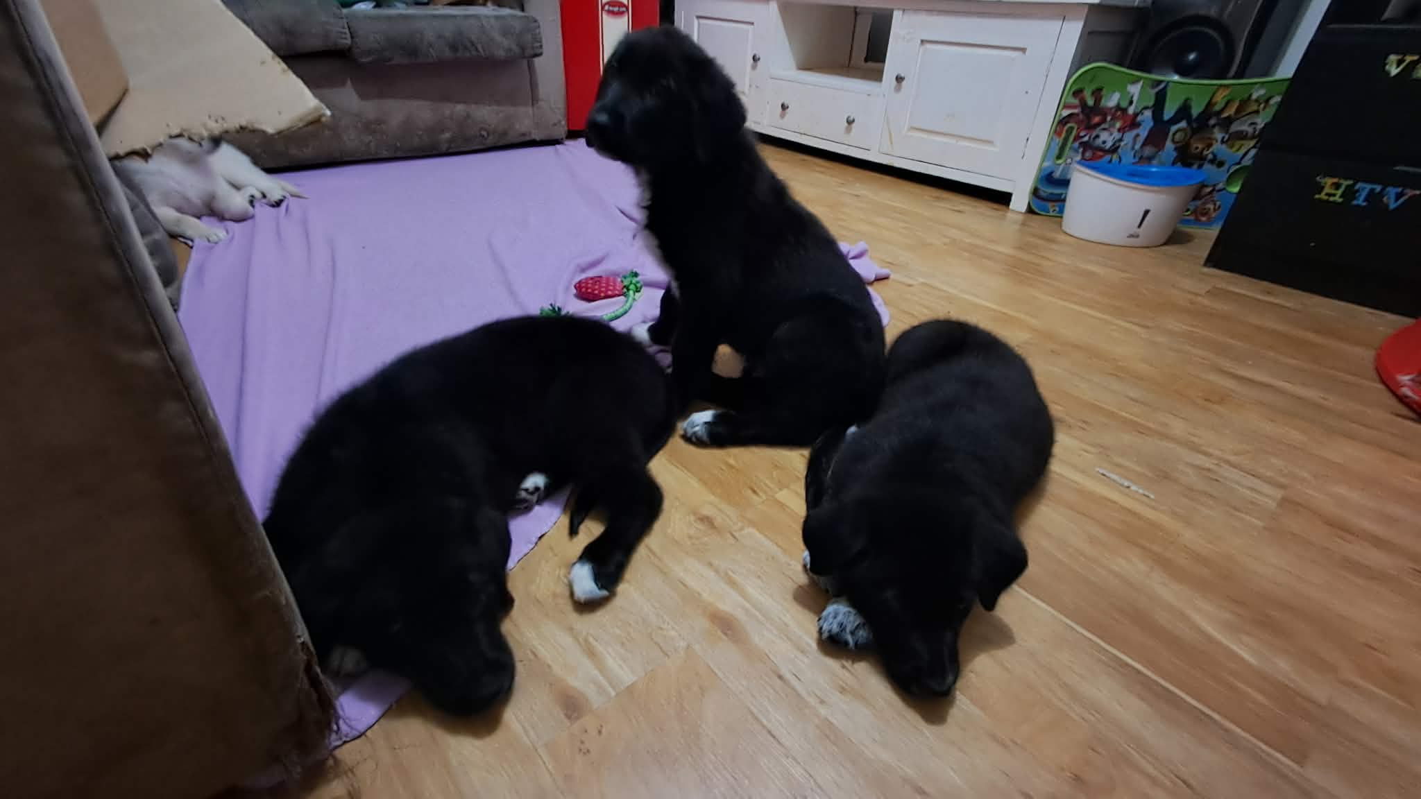 Maremma Sheepdog – Ridgewood