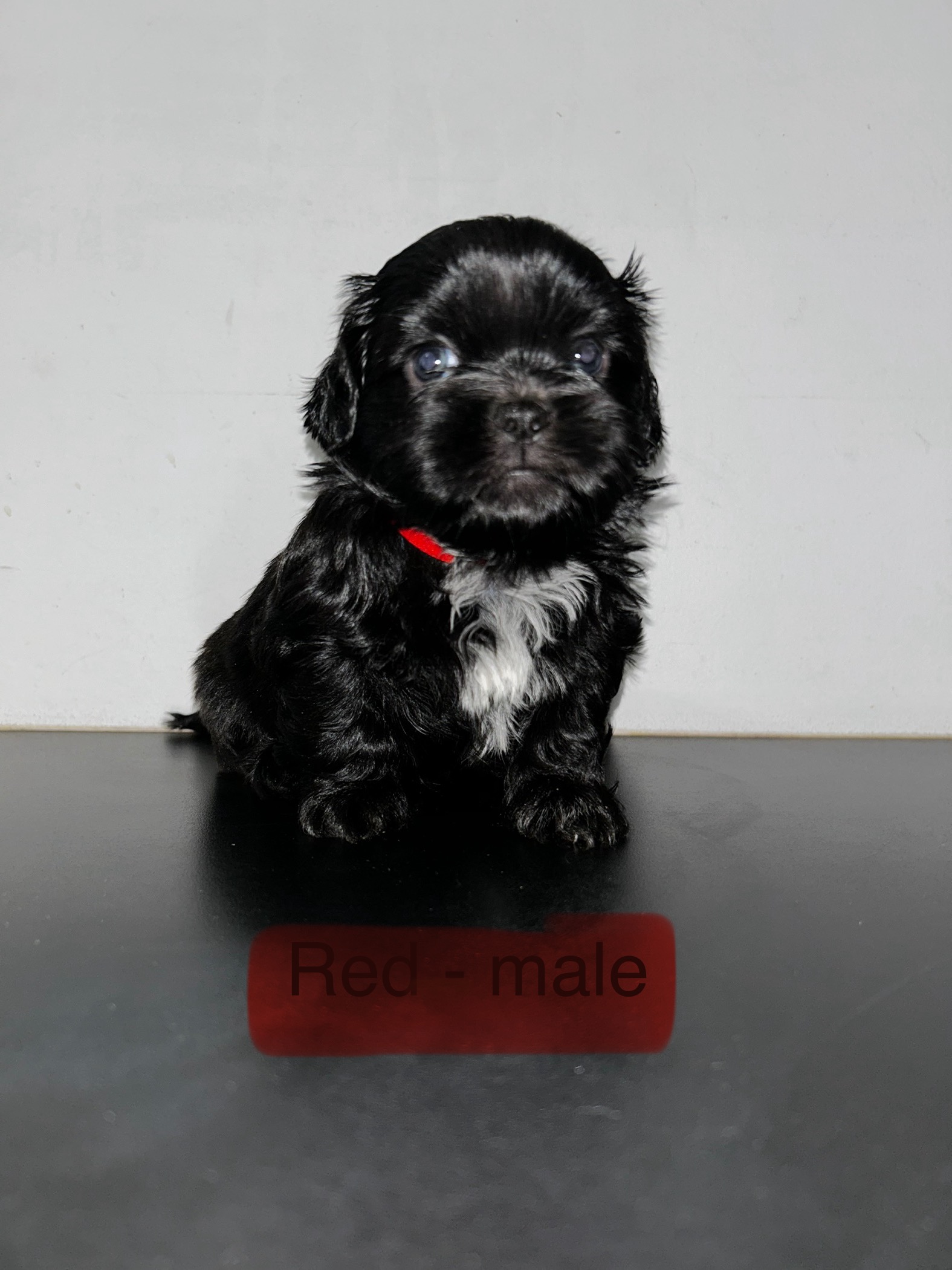 Shih Tzu – Cranbrook