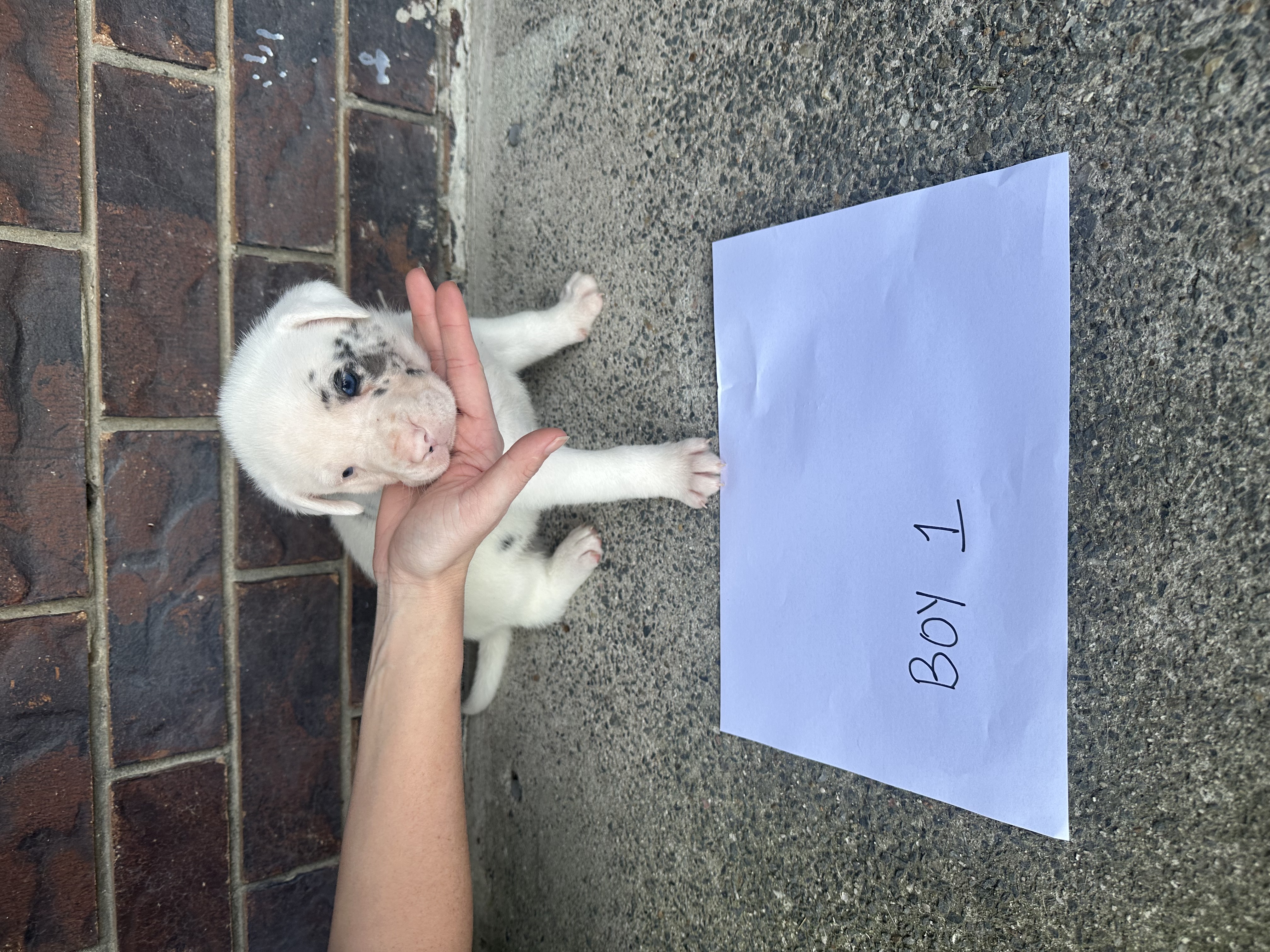 American Bulldog – Crestmead