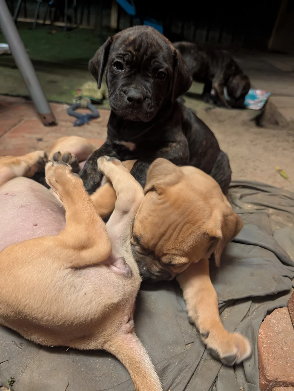 Bullmastiff - Stratton