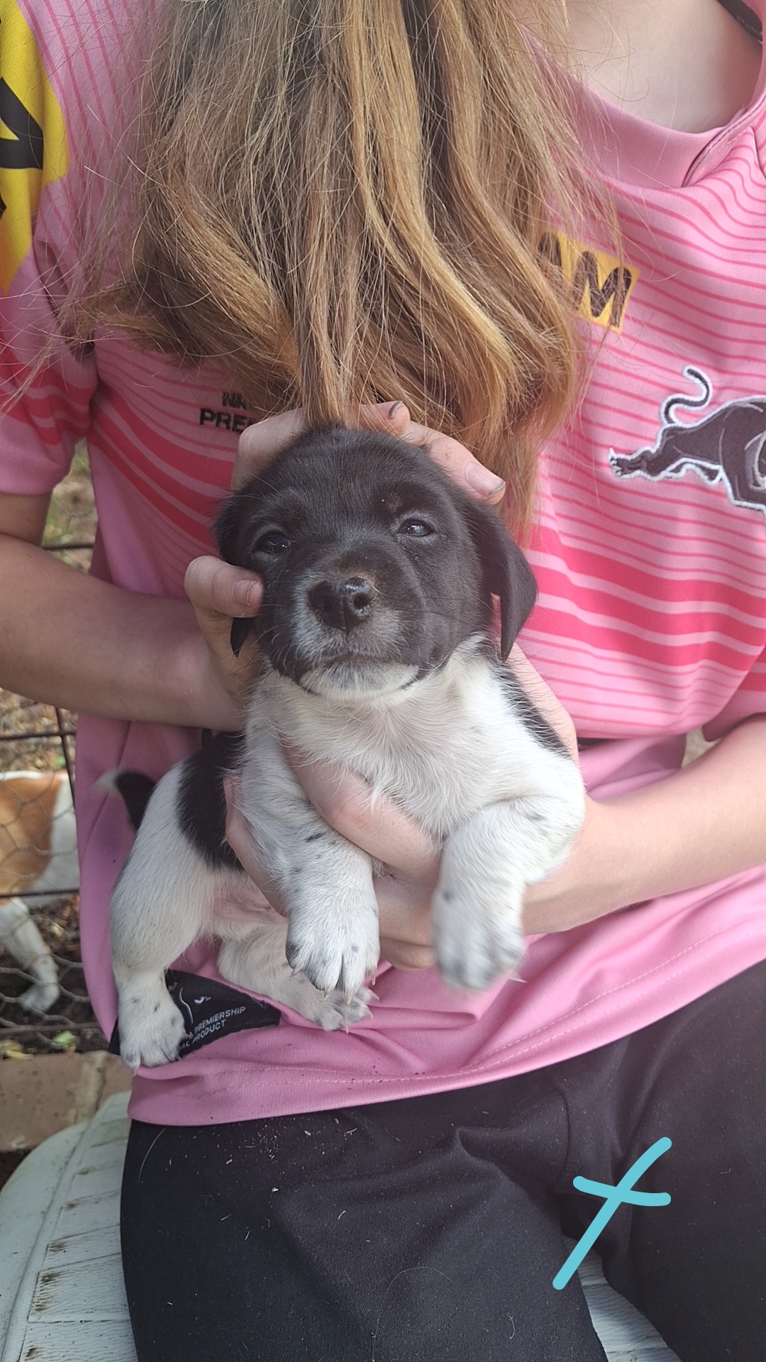 Jack Russell – Cowra