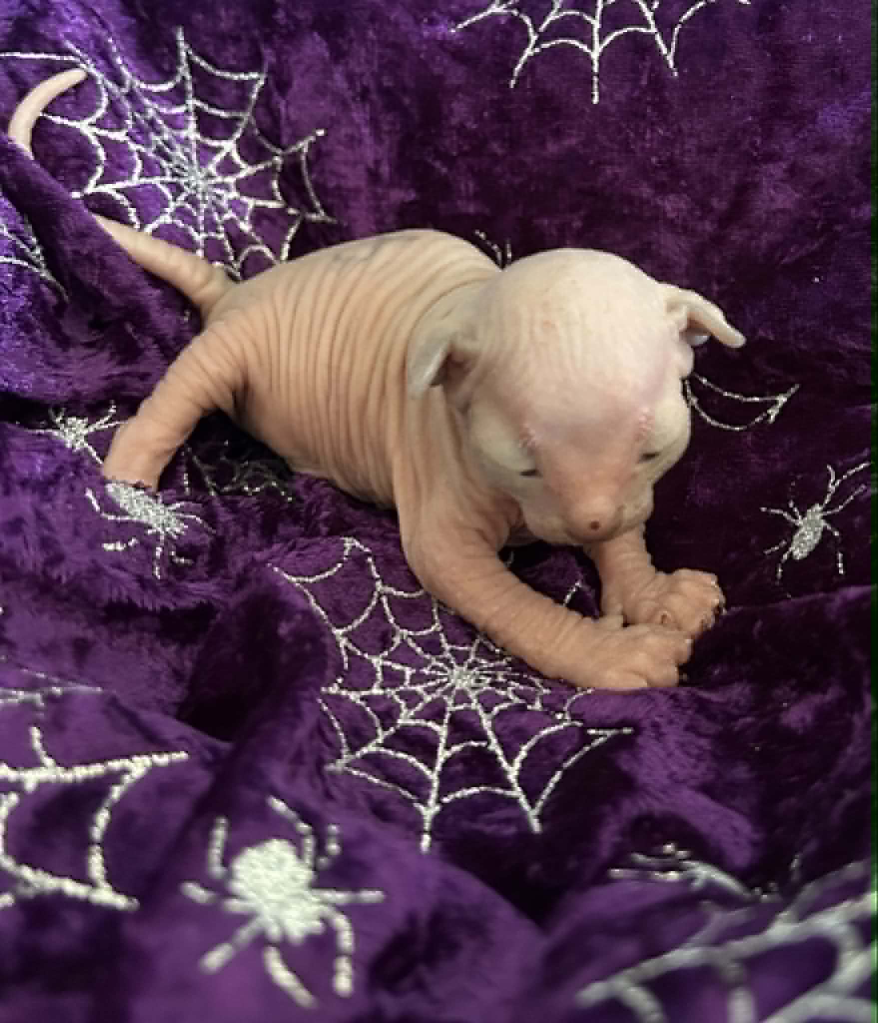 Sphynx – Rockhampton City