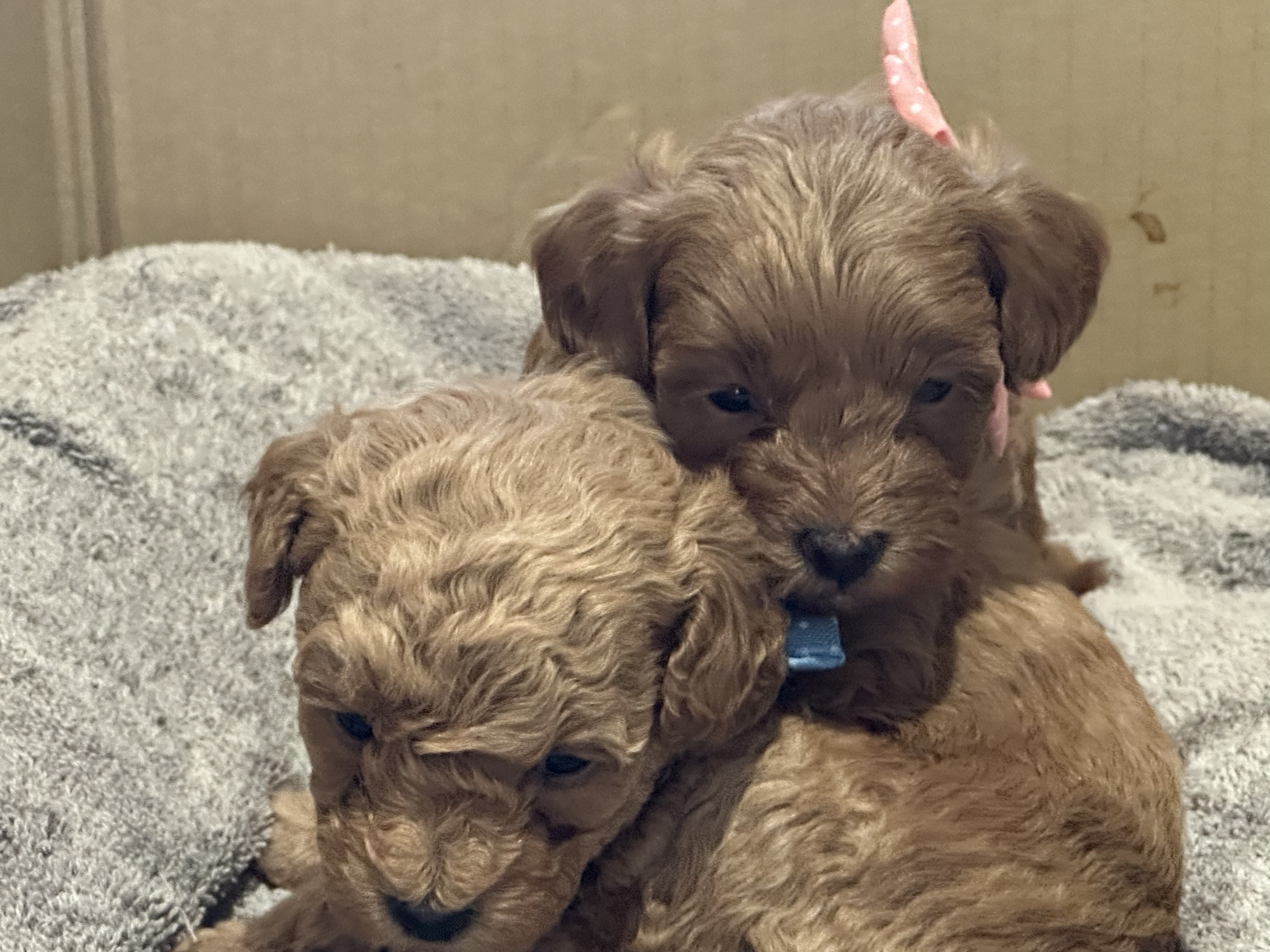 Puppies ready to find their forever home