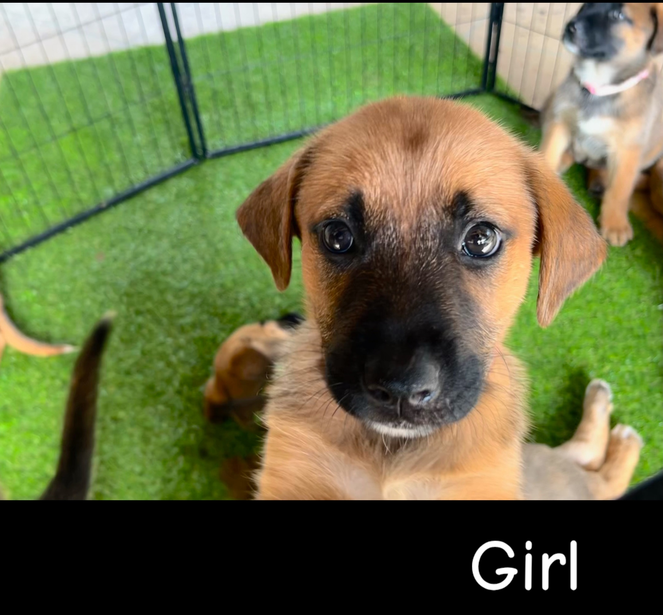 German Shepherd – Pallarenda
