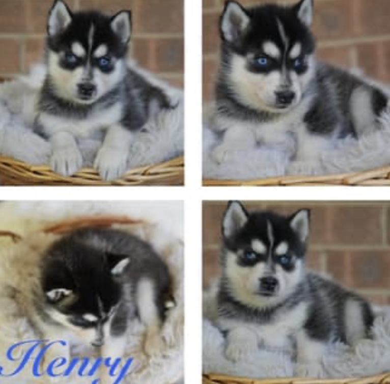 Pomsky – Goulburn
