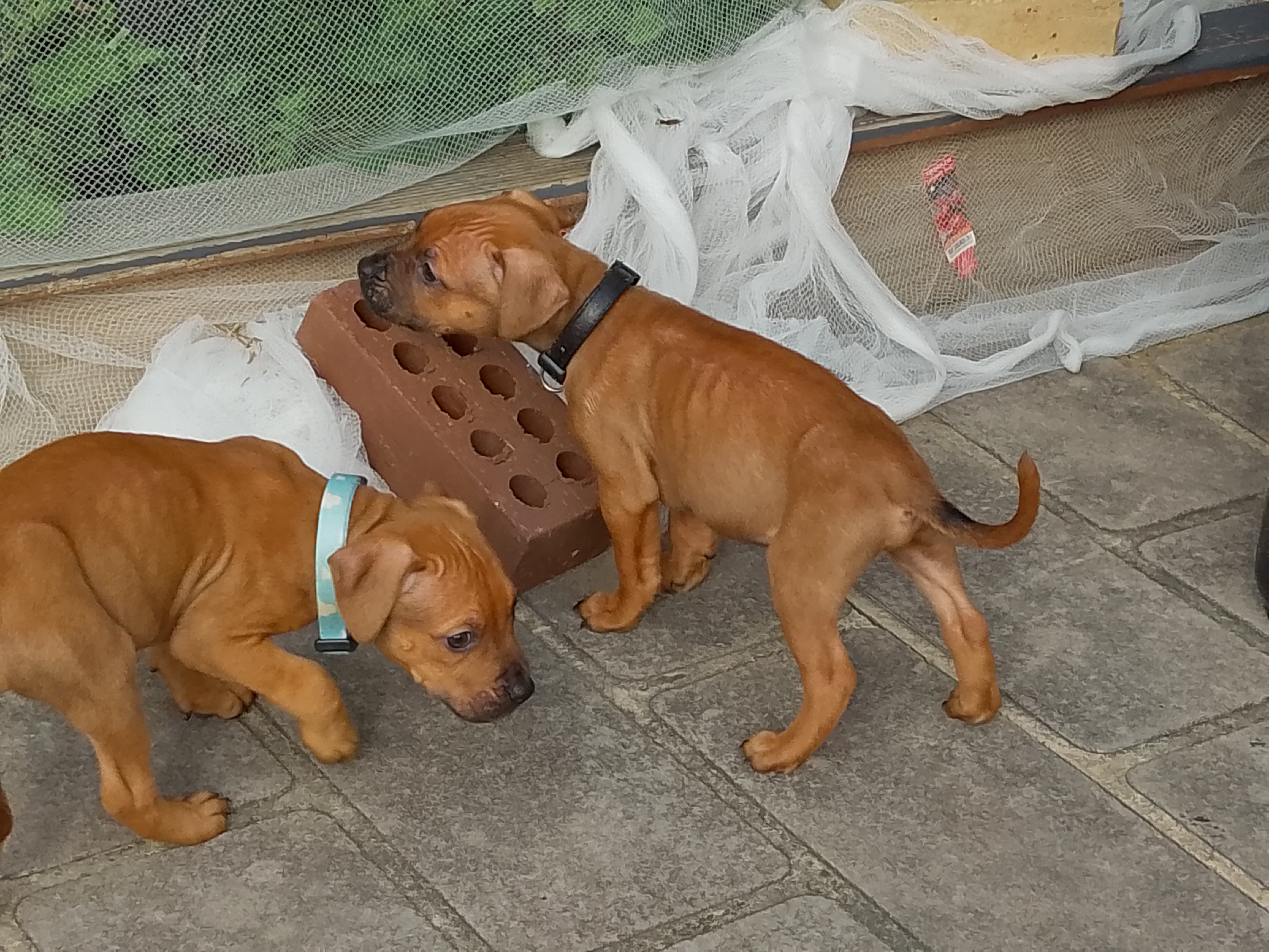 American Staffordshire Bull Terrier – Melbourne