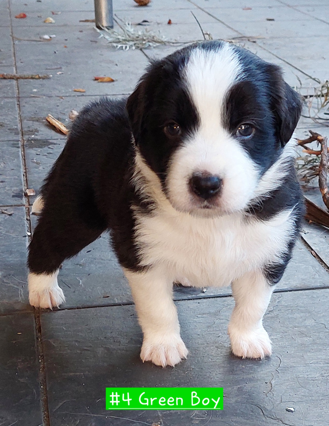 Border Collie – Hornsby
