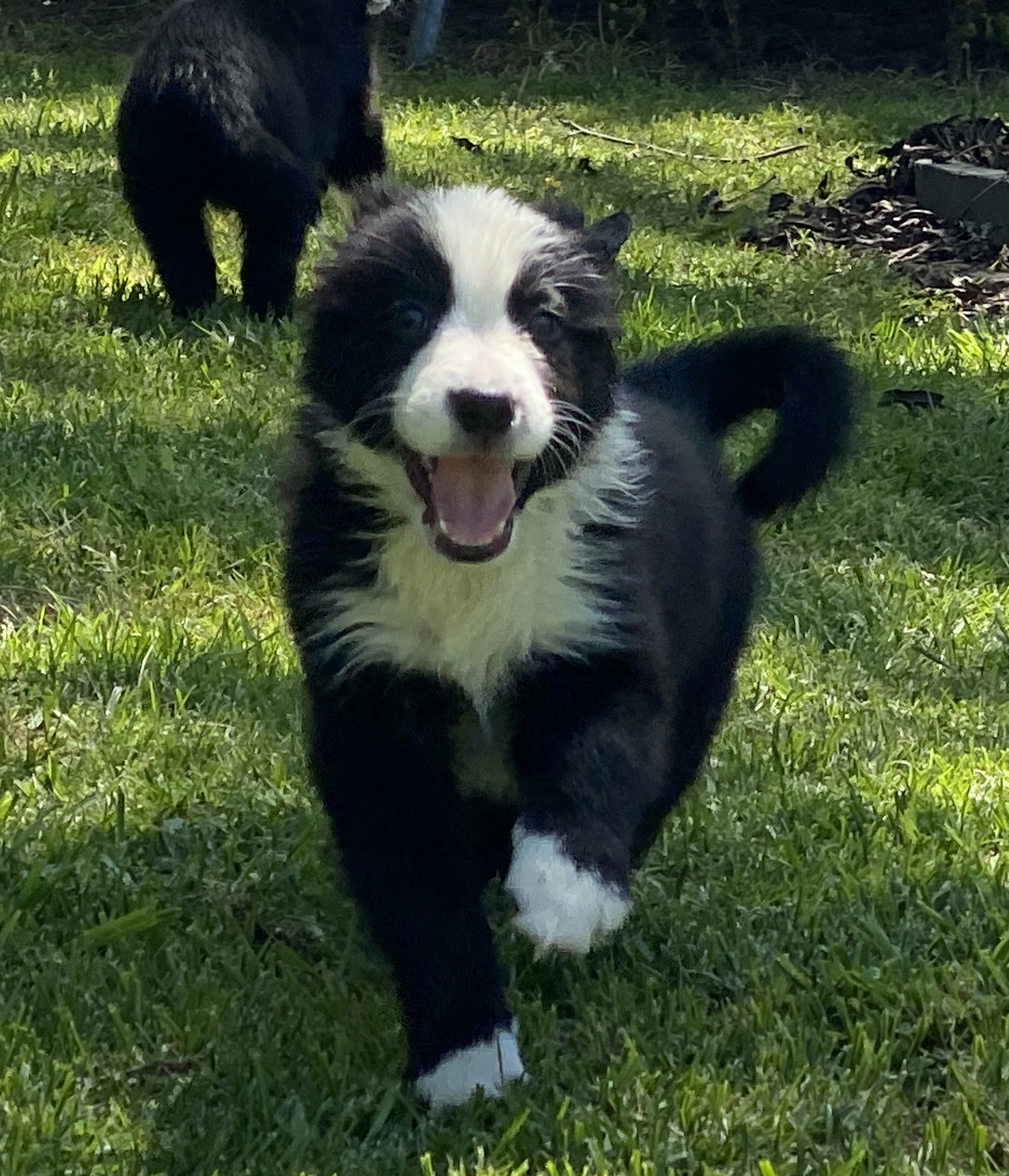 Purebred Border Collie Puppy Looking For His Forever Home!