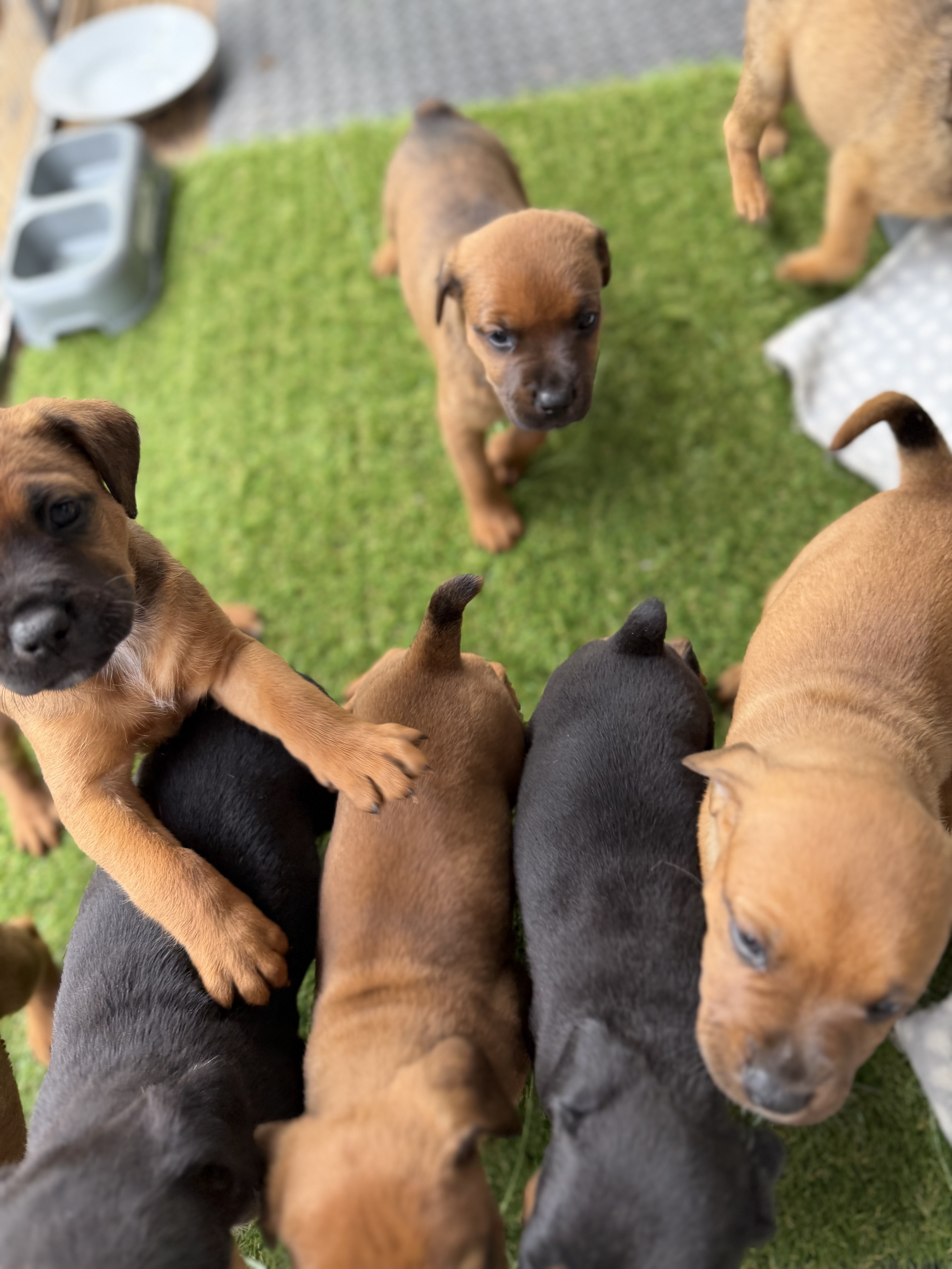 Rottweiler – Redbank