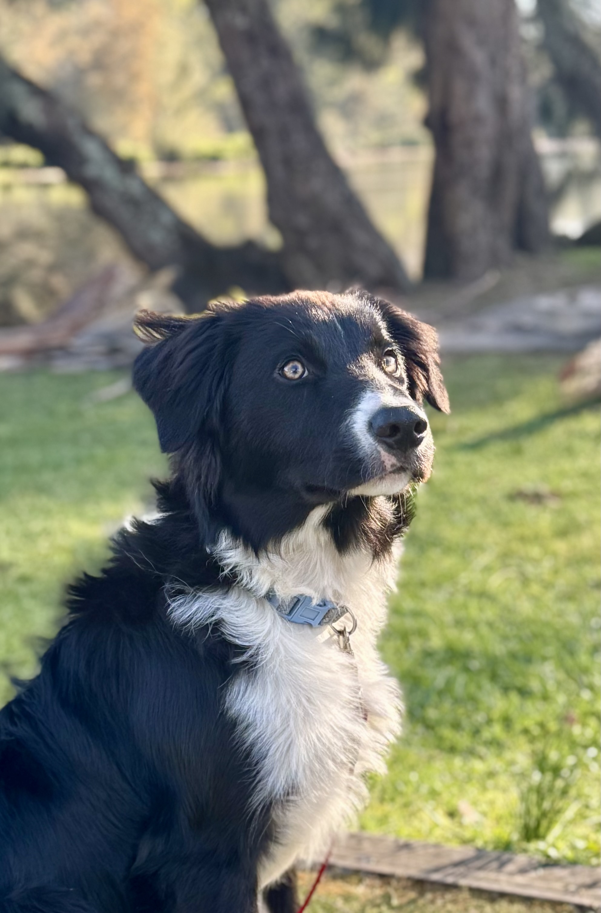 Border Collie – Jamberoo