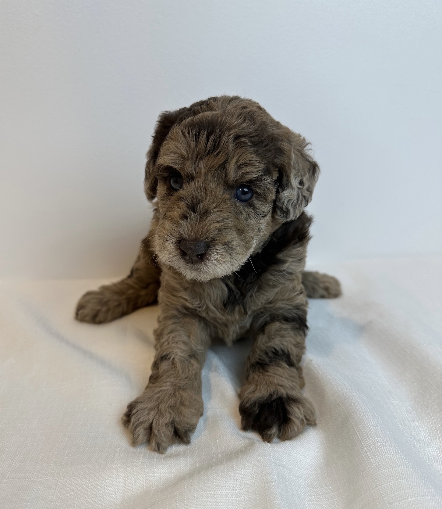 Labradoodle – Louise B