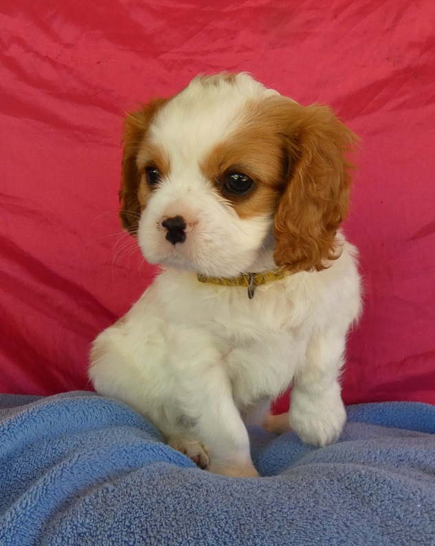 CAVALIER KING CHARLES SPANIEL PEDIGREE DNA CLEAR PUPPIES