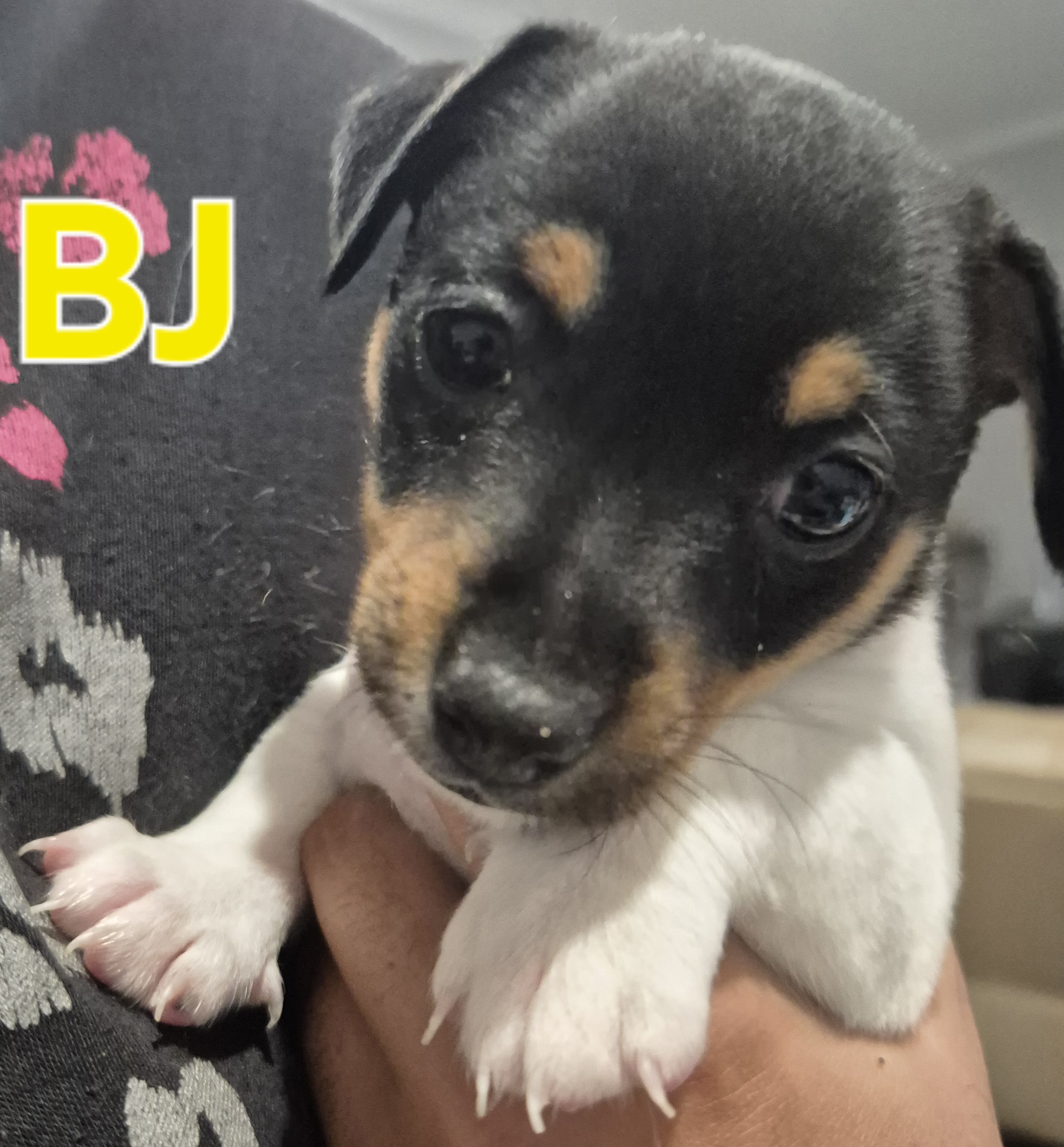 Jack Russell – Natasha Ball