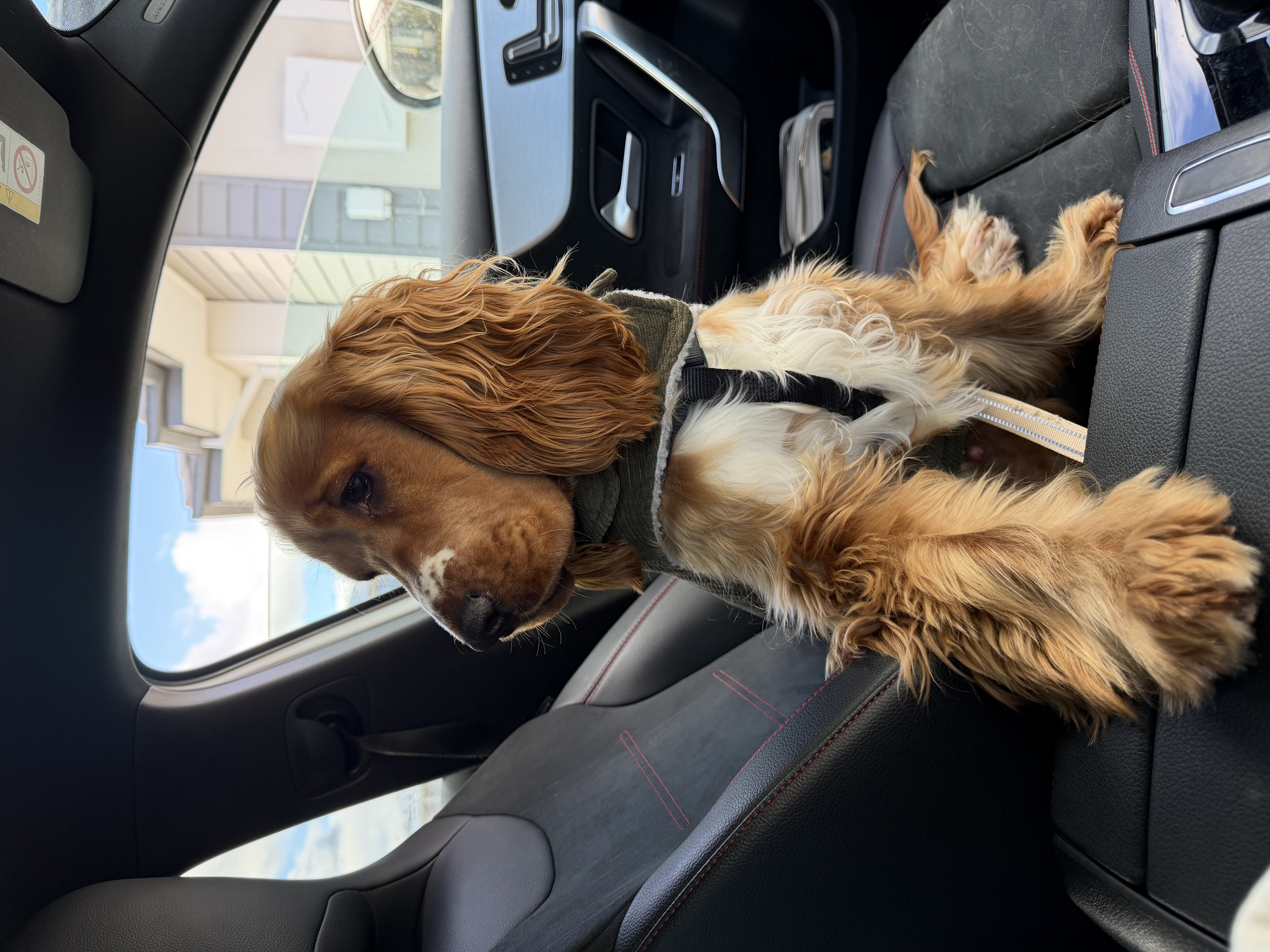 Cocker Spaniel – Lara