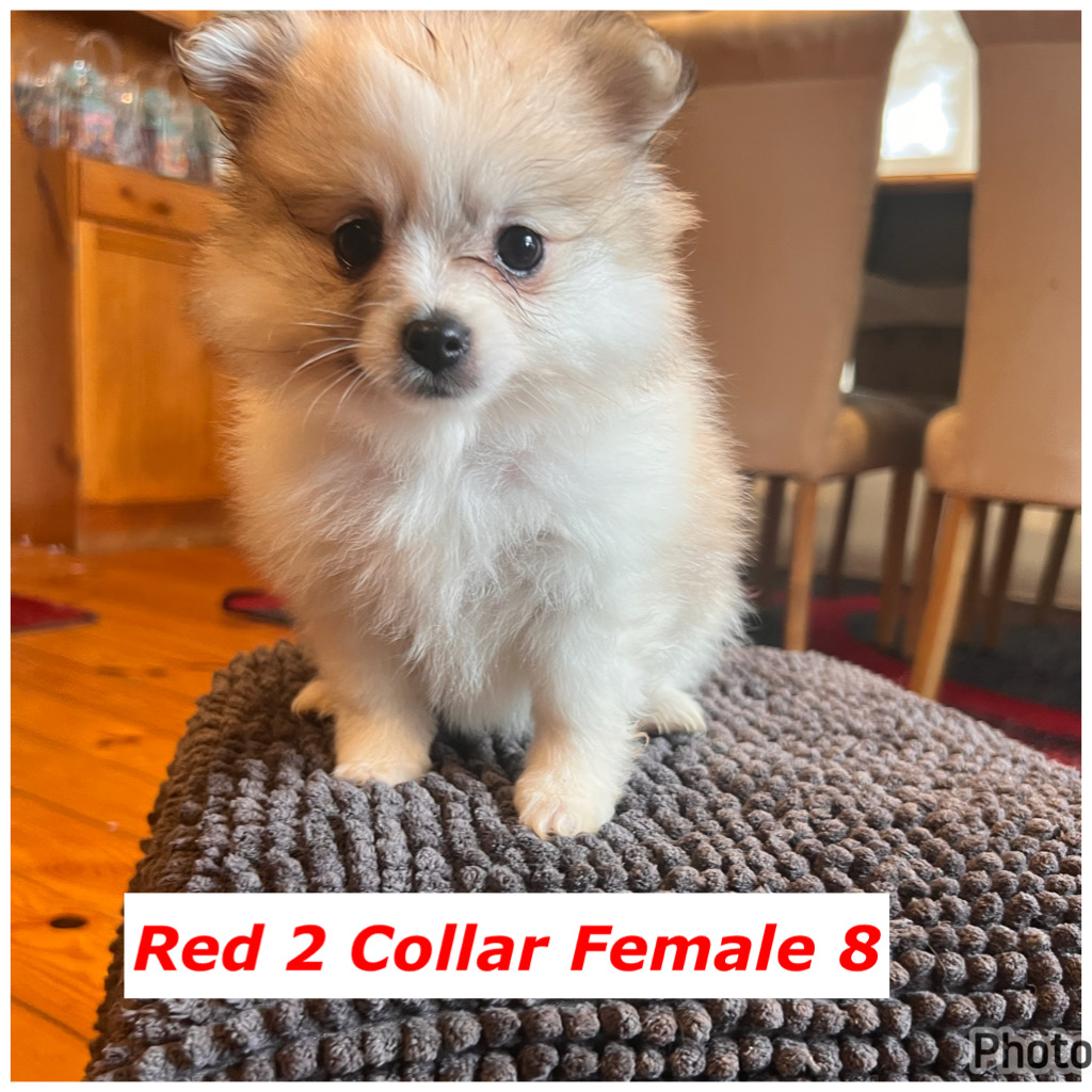 Pomeranian – Redan